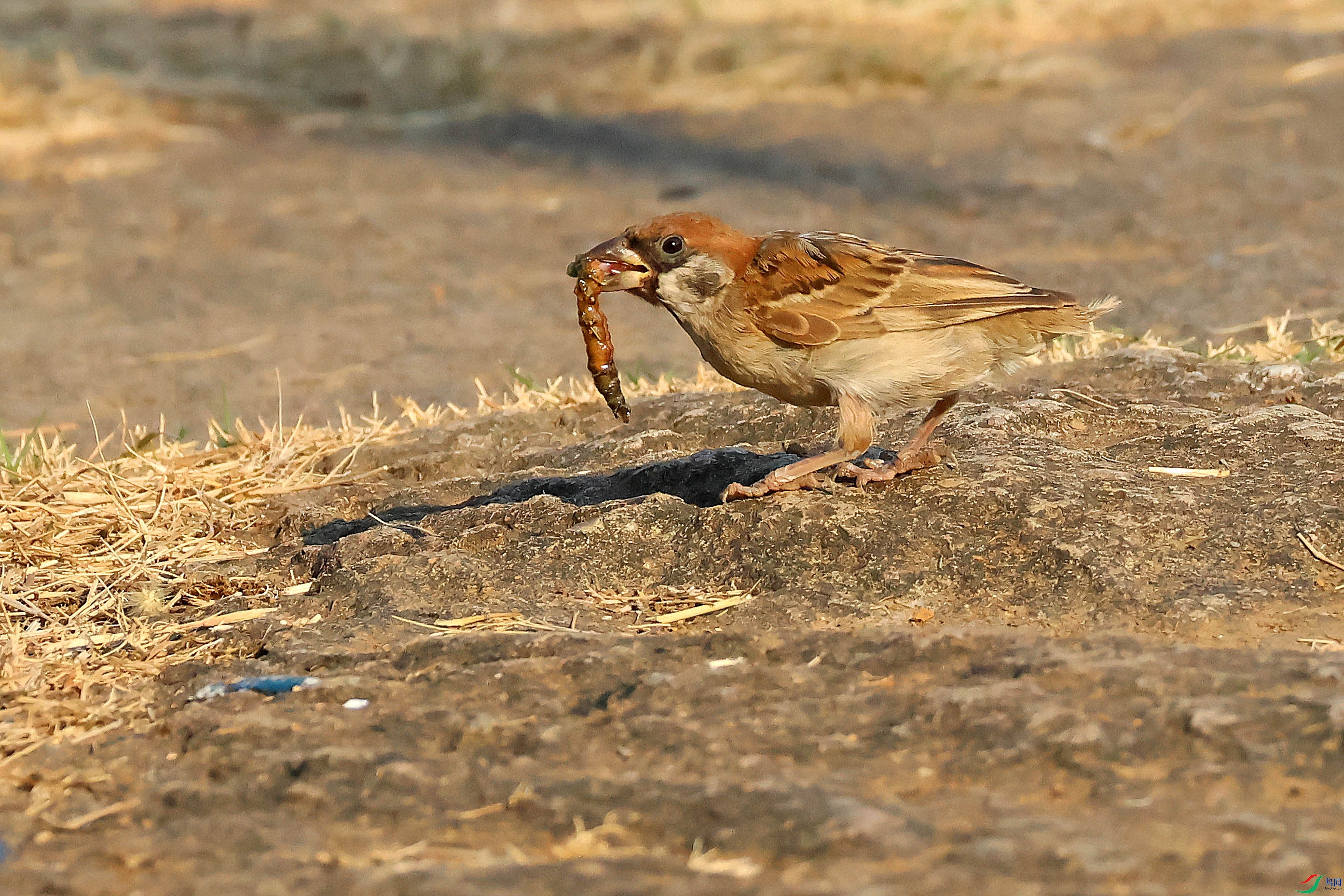 2G9A1241.JPG