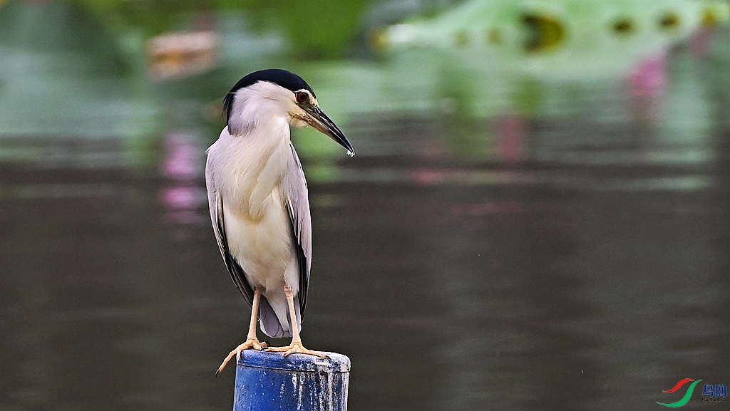 DSC_7015.JPG