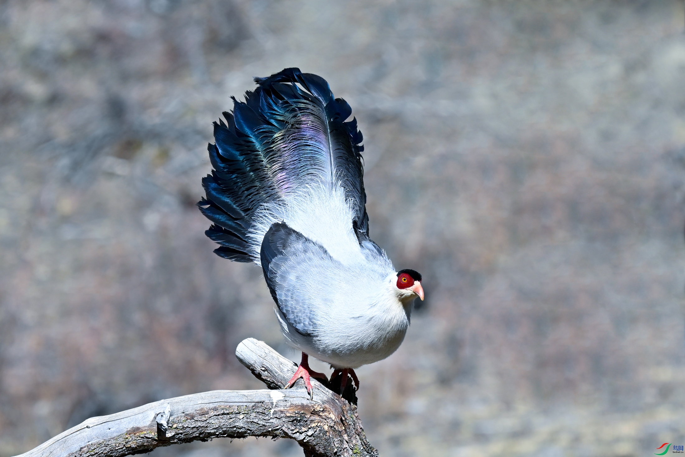 _DSC9786x.jpg