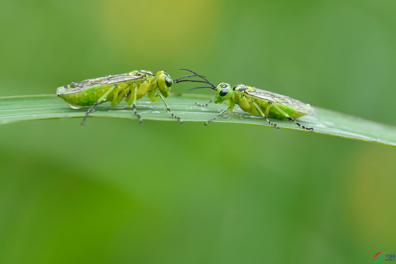 _DSC6963s1415.jpg