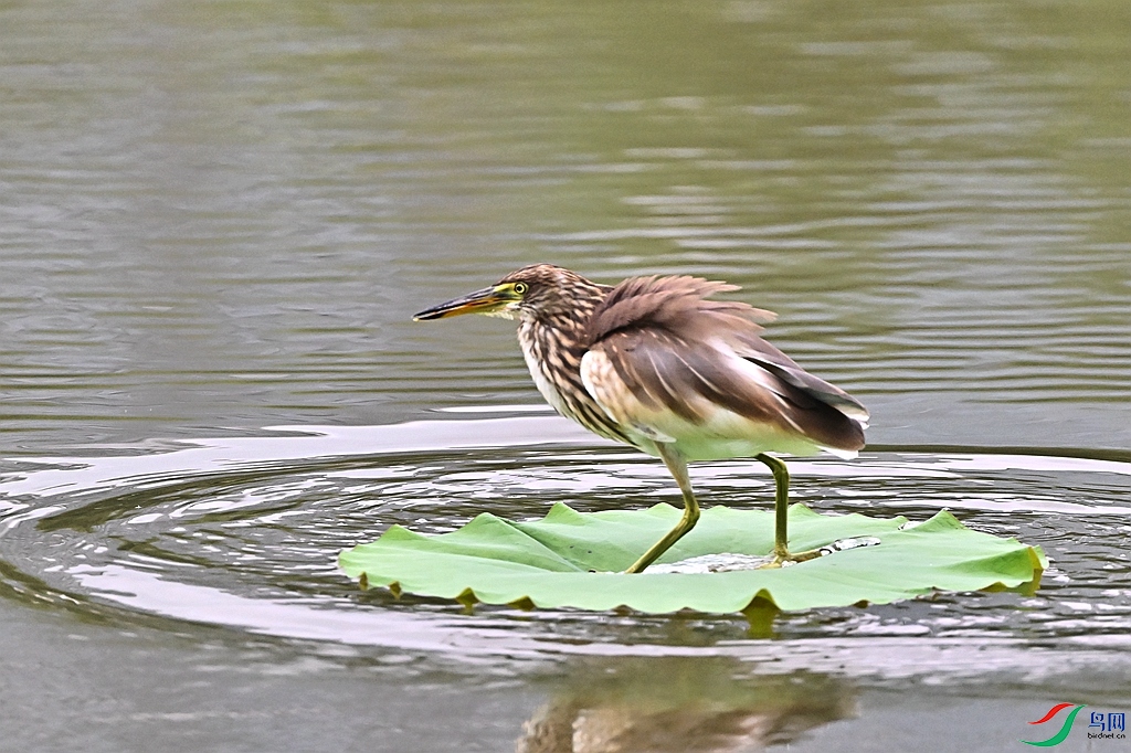 DSC_9723.JPG