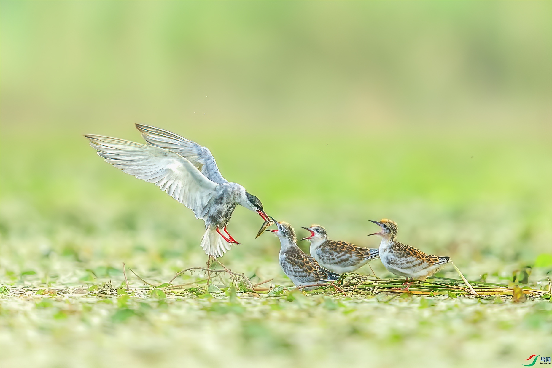 C09R9005 ����.jpg