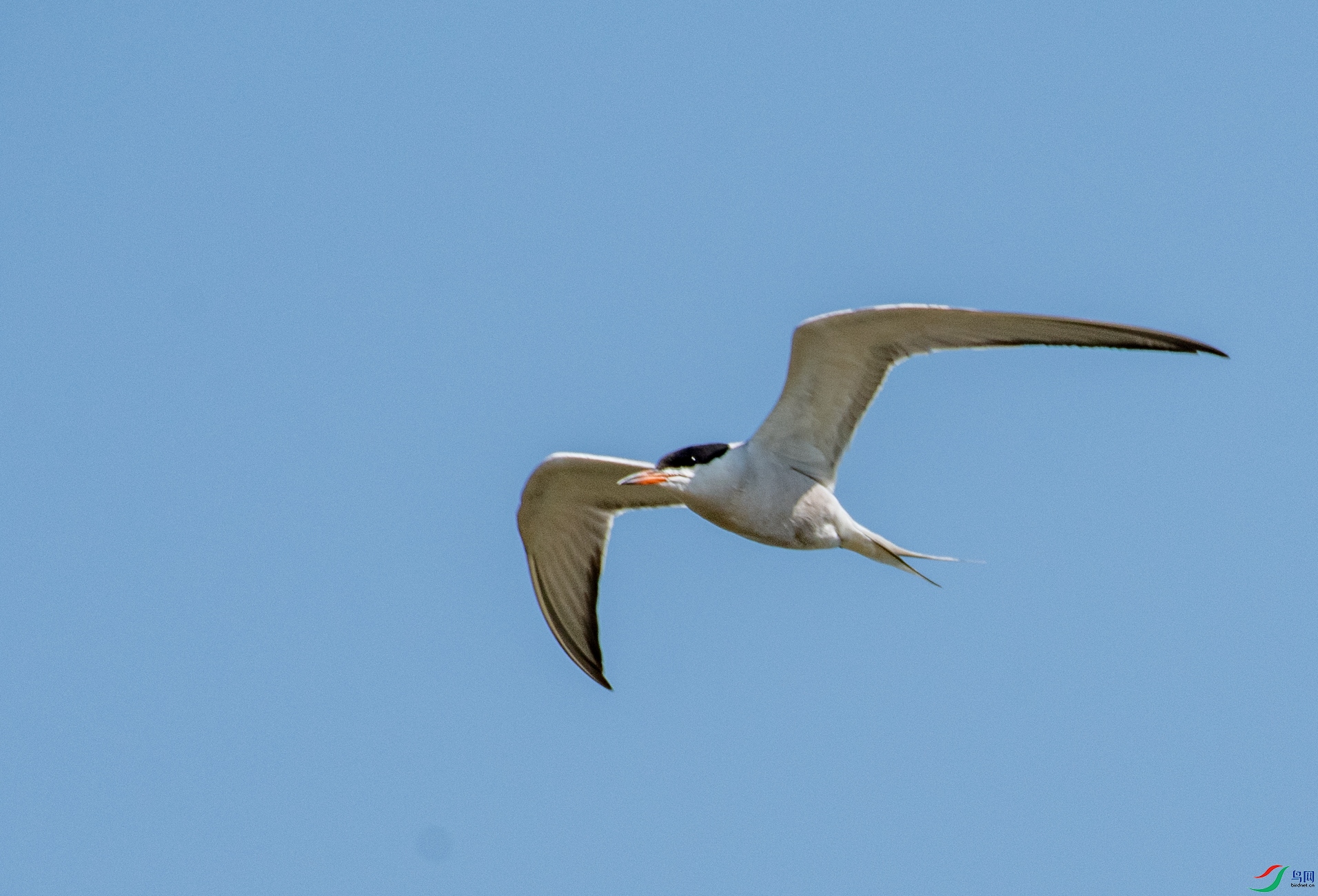 DSC_9535.jpg