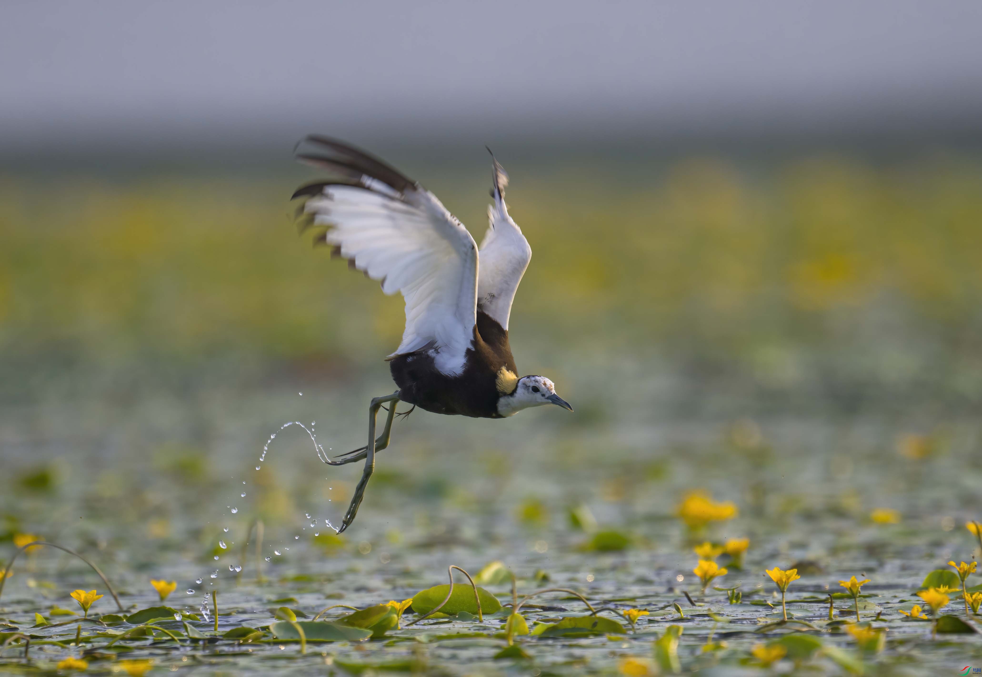 DSC_3386 ����.jpg