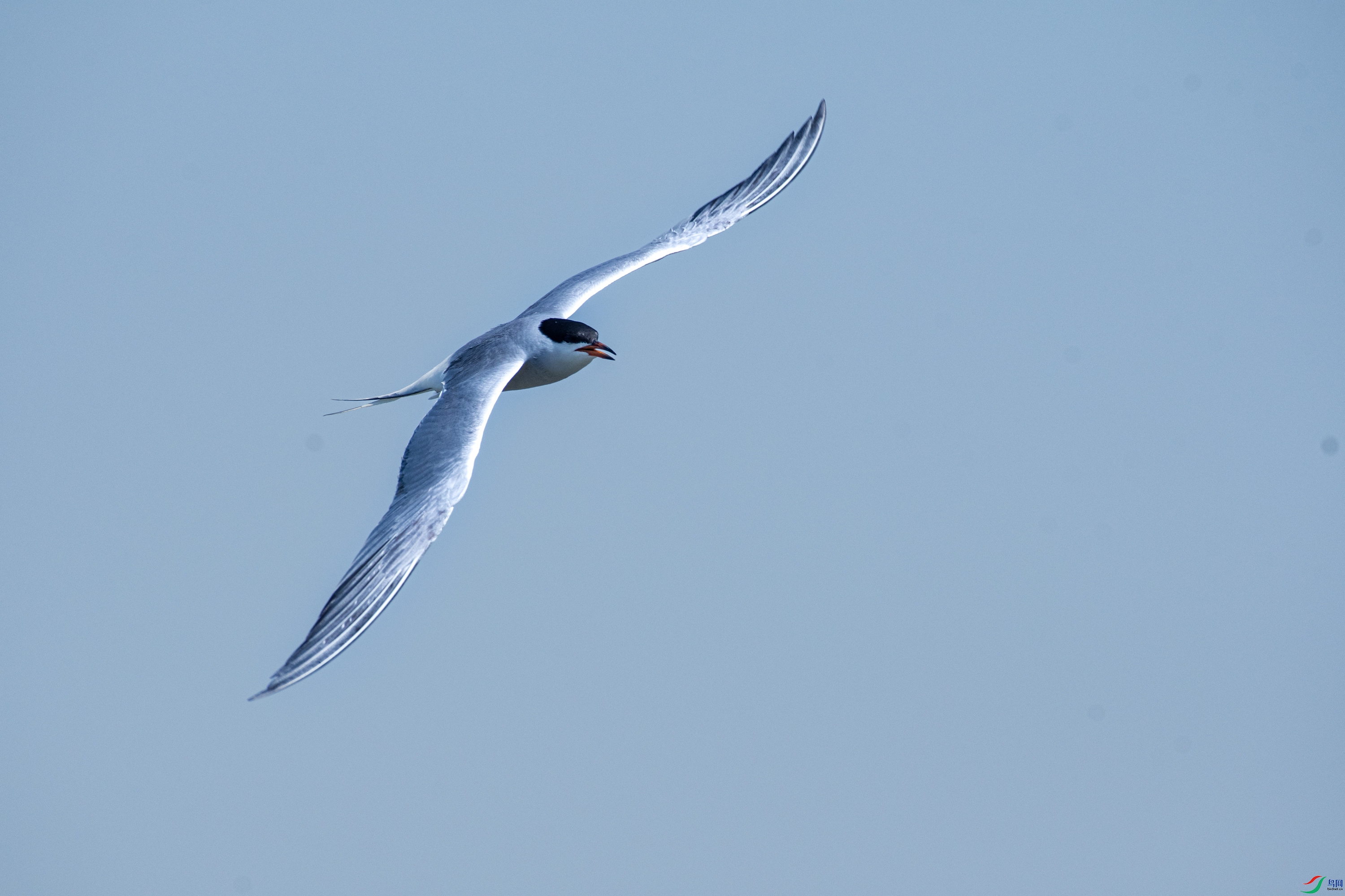 DSC_9942.jpg