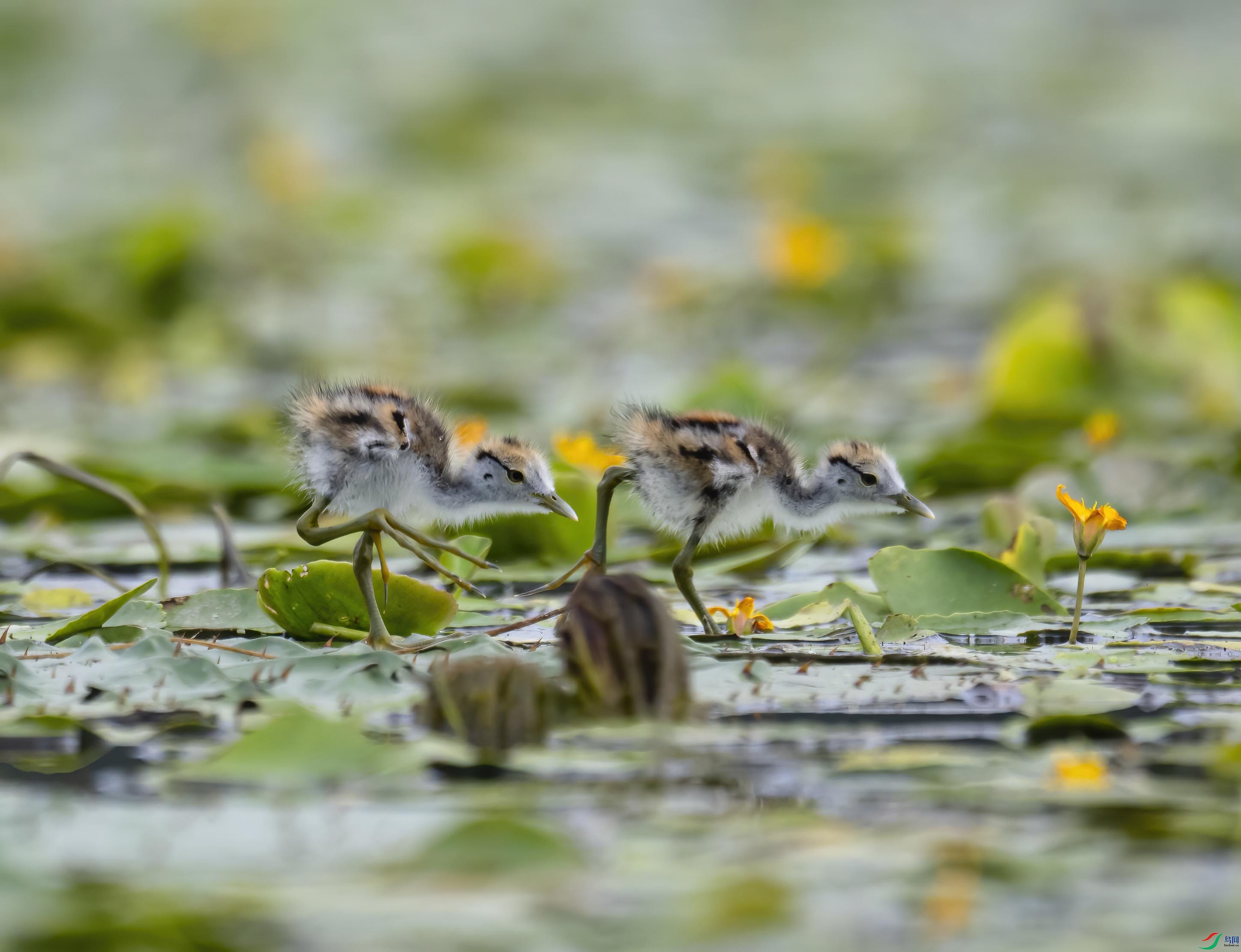 DSC_4260 ����.jpg