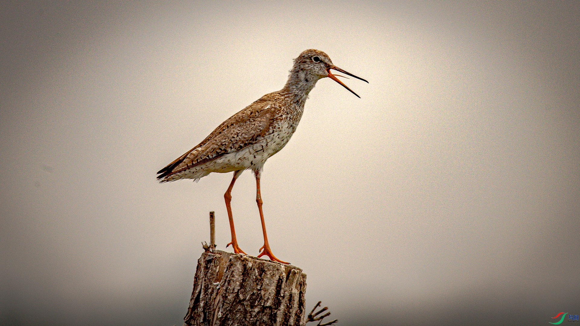 �峿���ʺ� 2