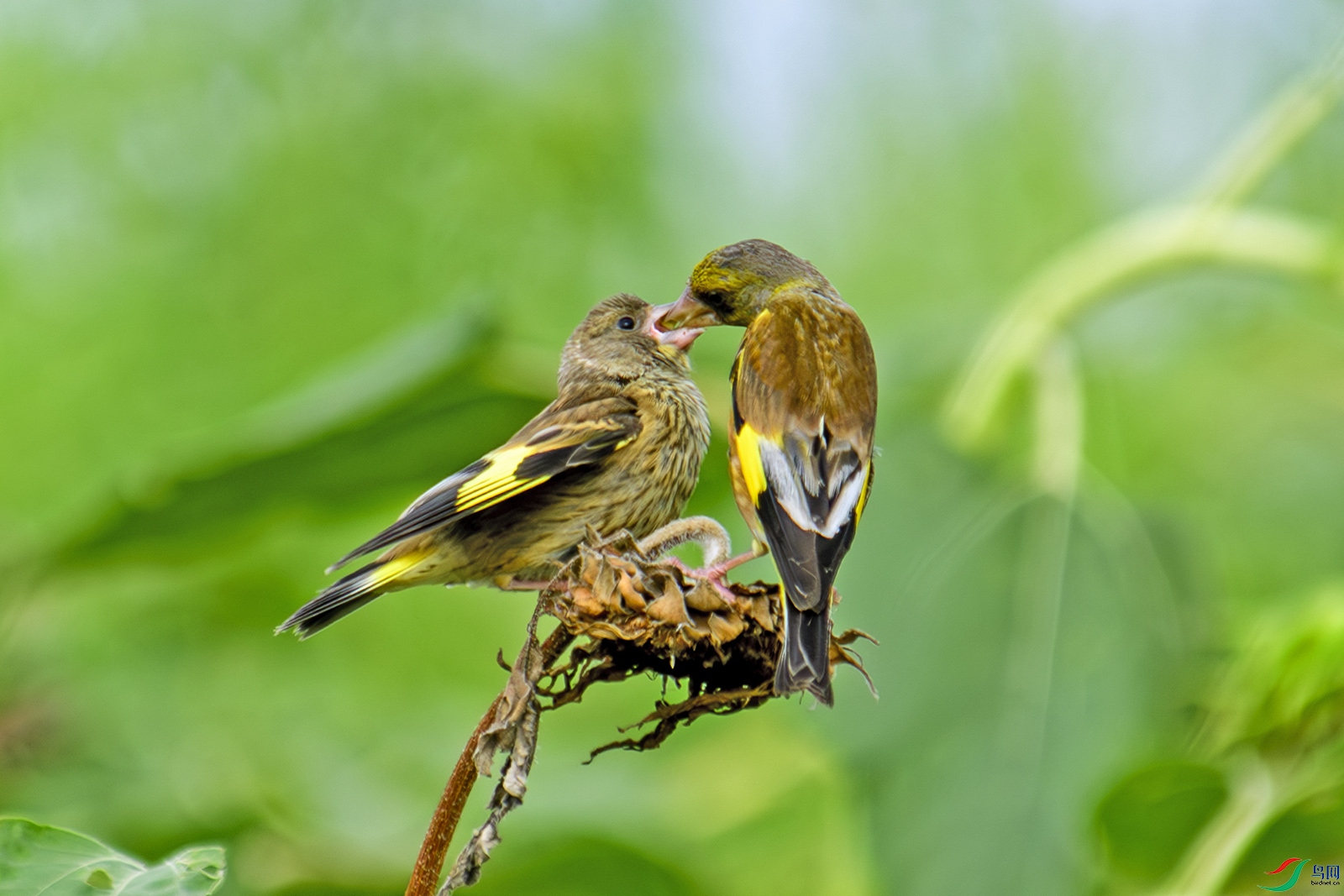 DSC_2031 0.jpg