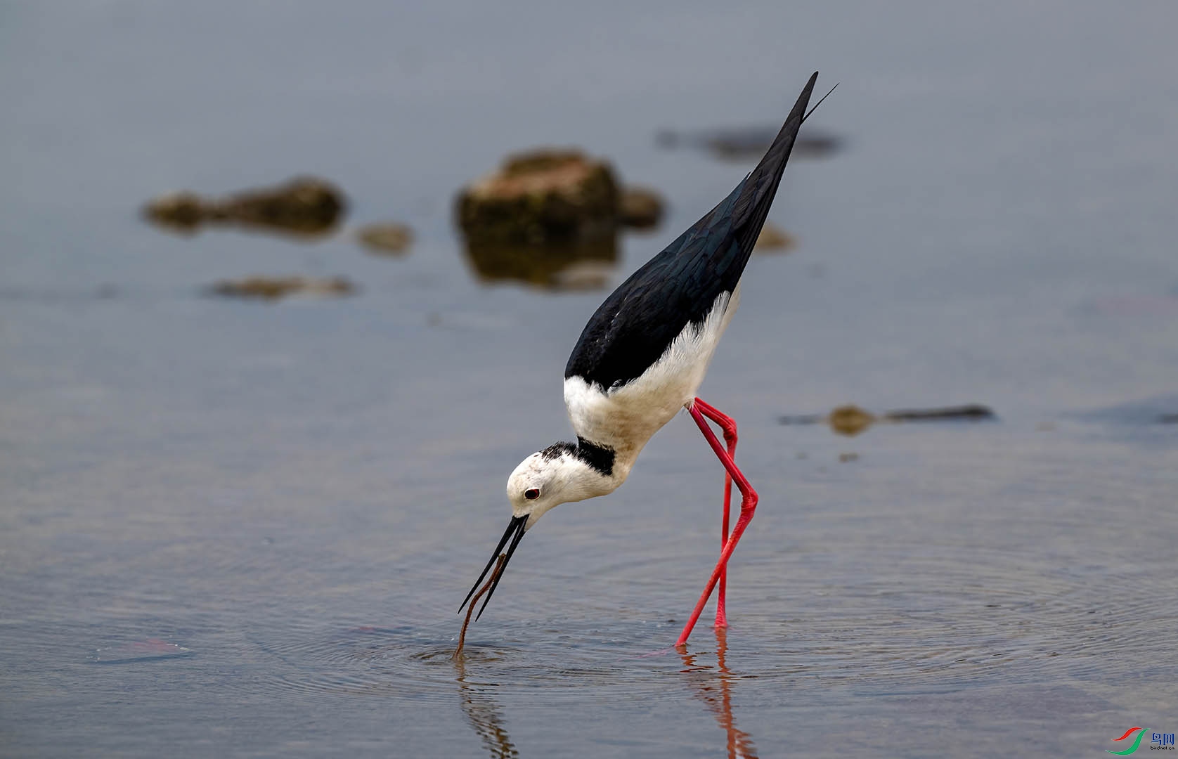 �ڳ᳤����