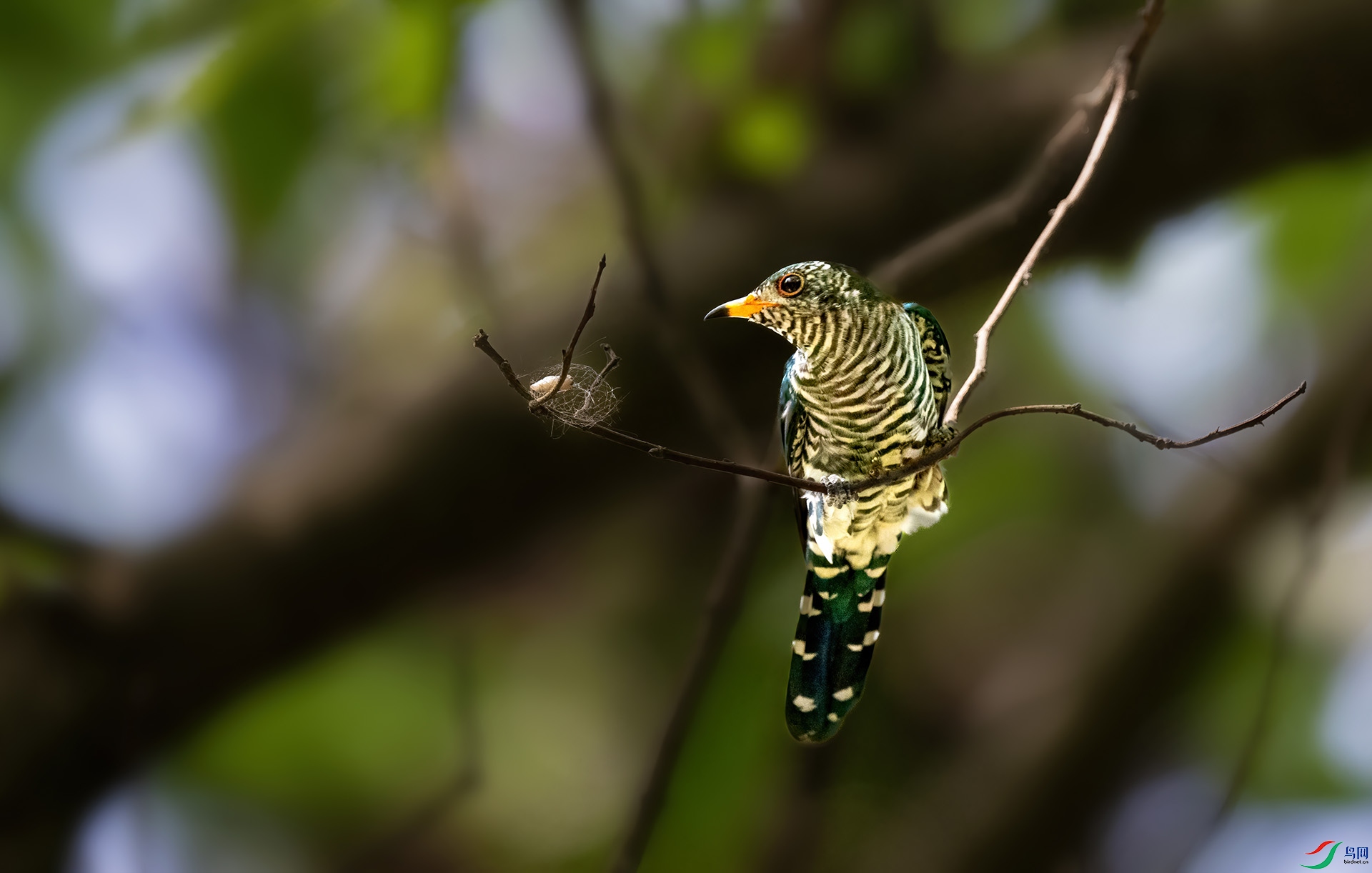 ������ʳ