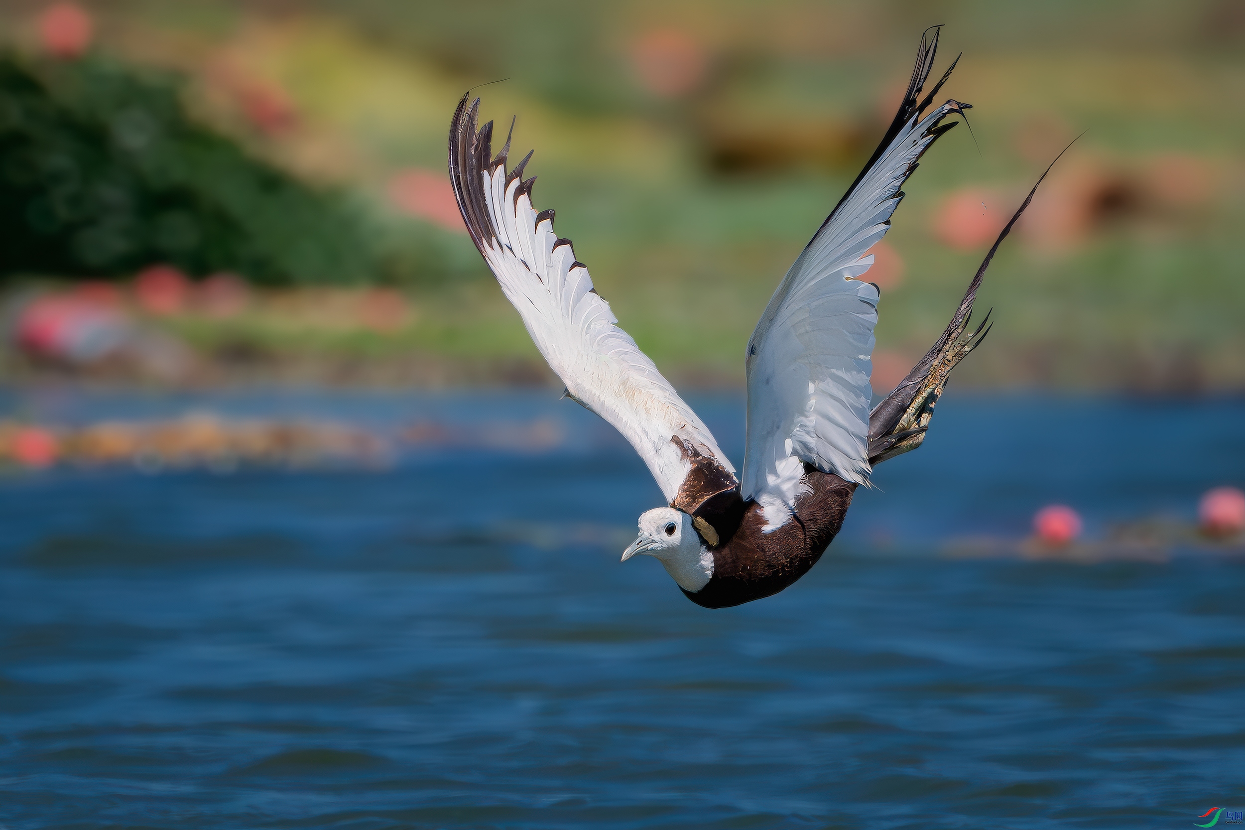 DSC_2790-����ǿ-NR ����.jpg