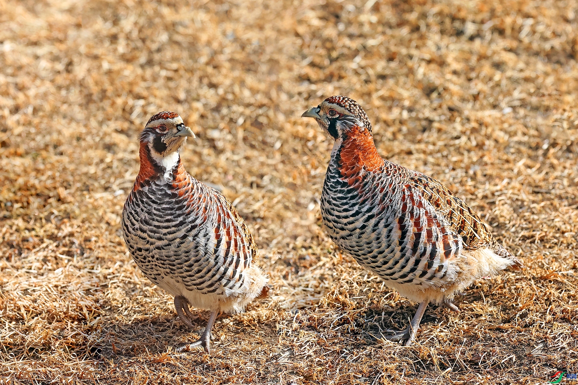 ��ɽɽ��  ����  ������ ��һ.jpg