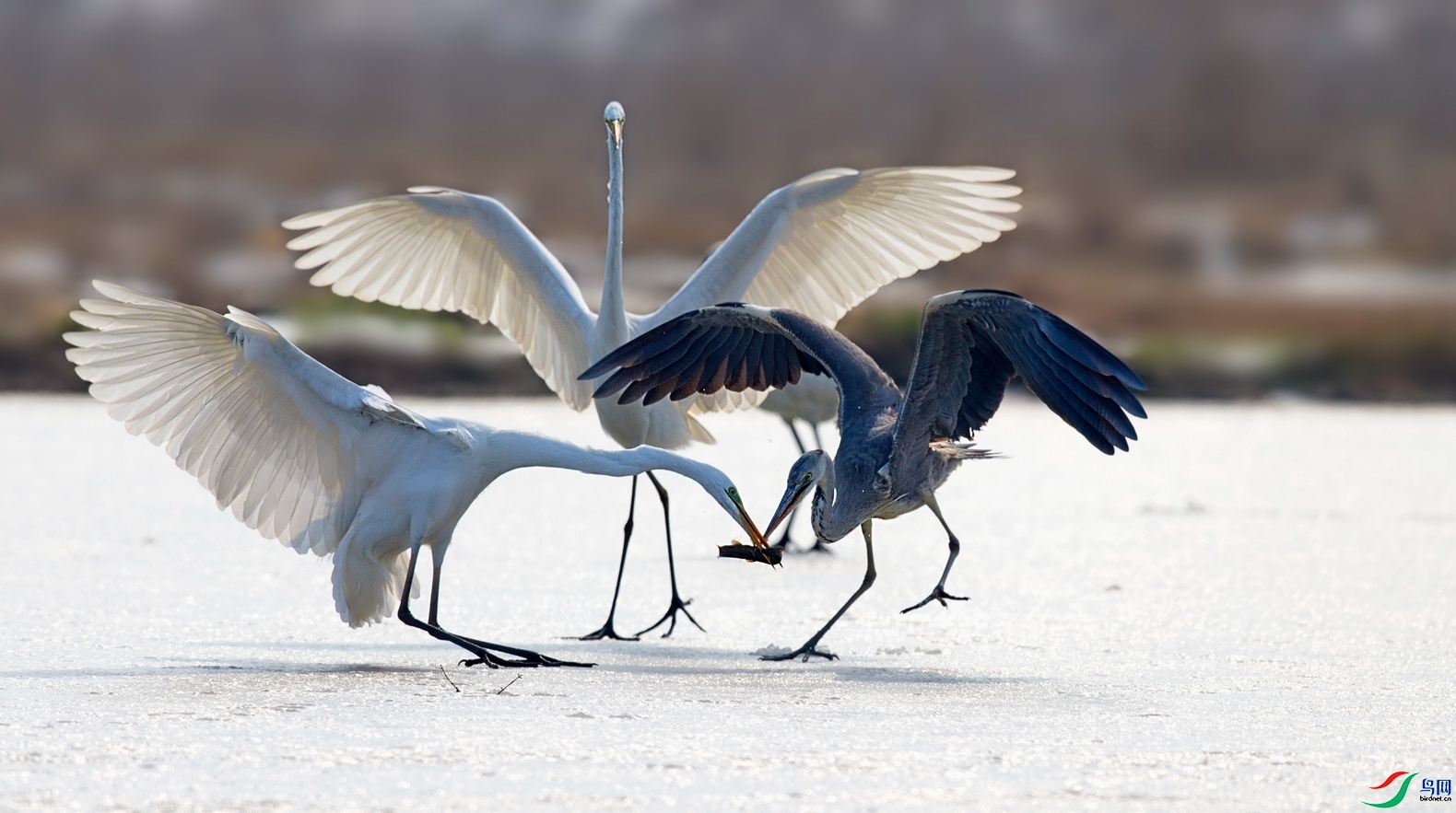 ���ȿֺ� ���� ��Х �ܶ�.jpg