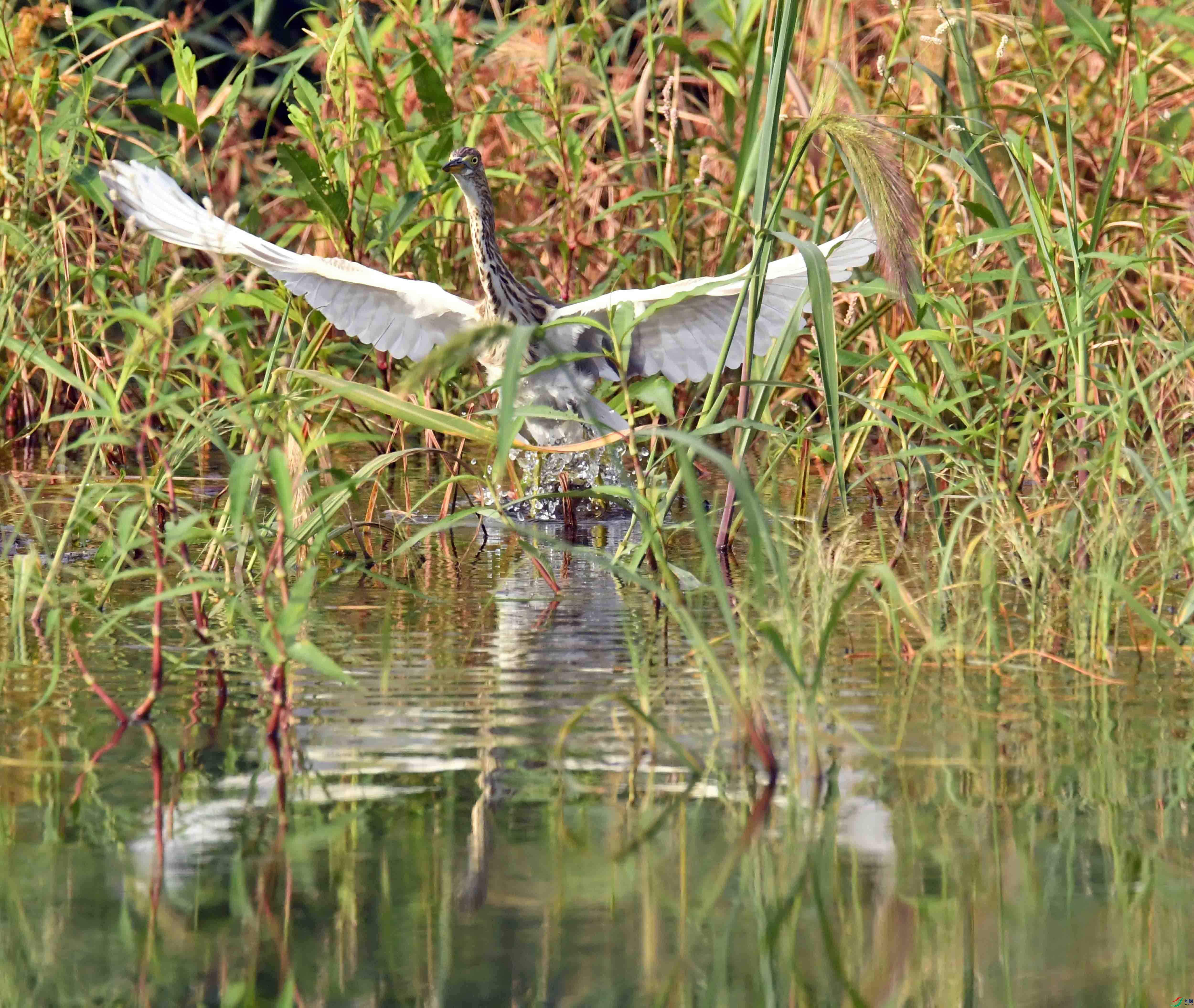 DSC_2532.JPG