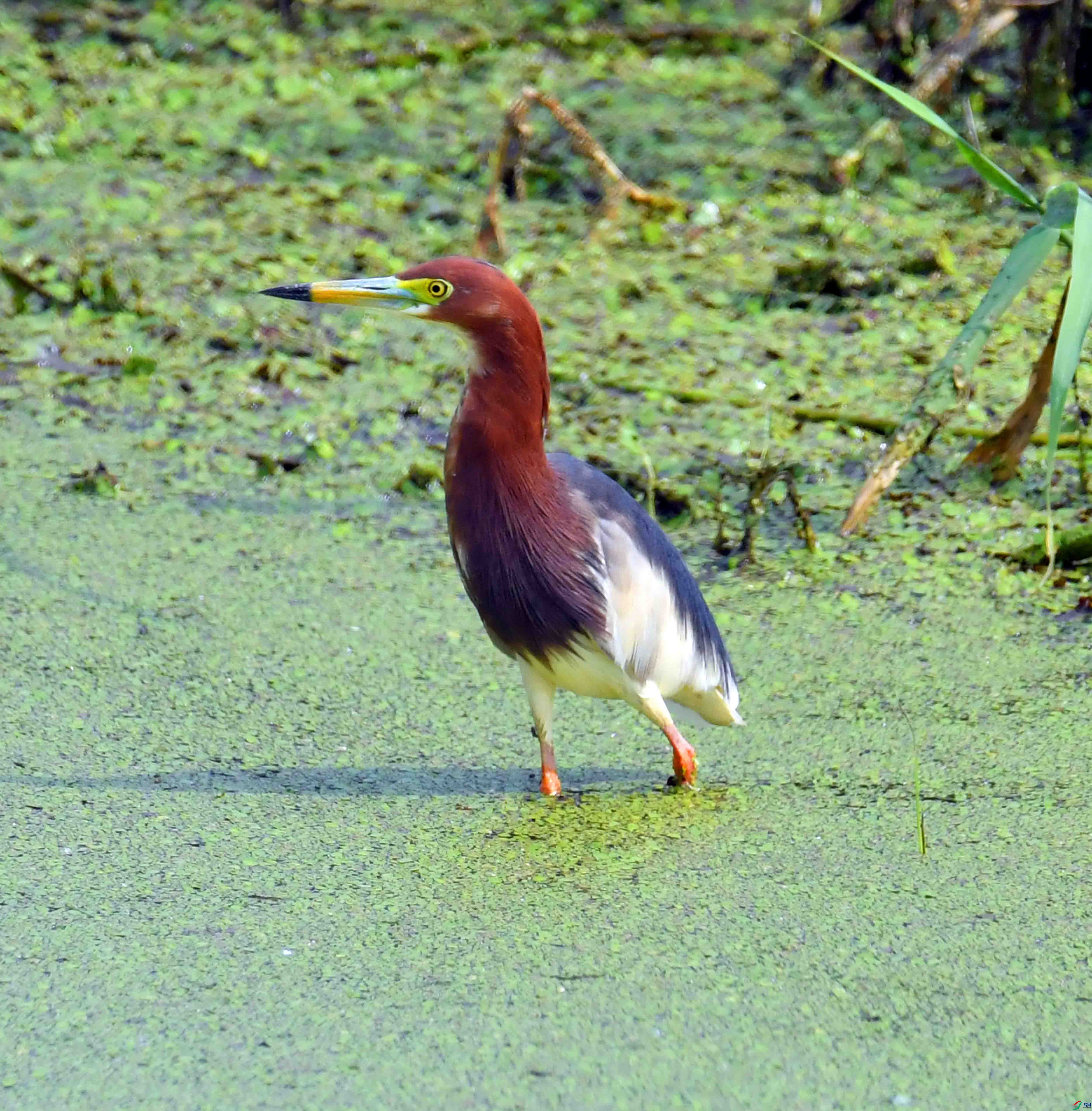 DSC_4189.JPG