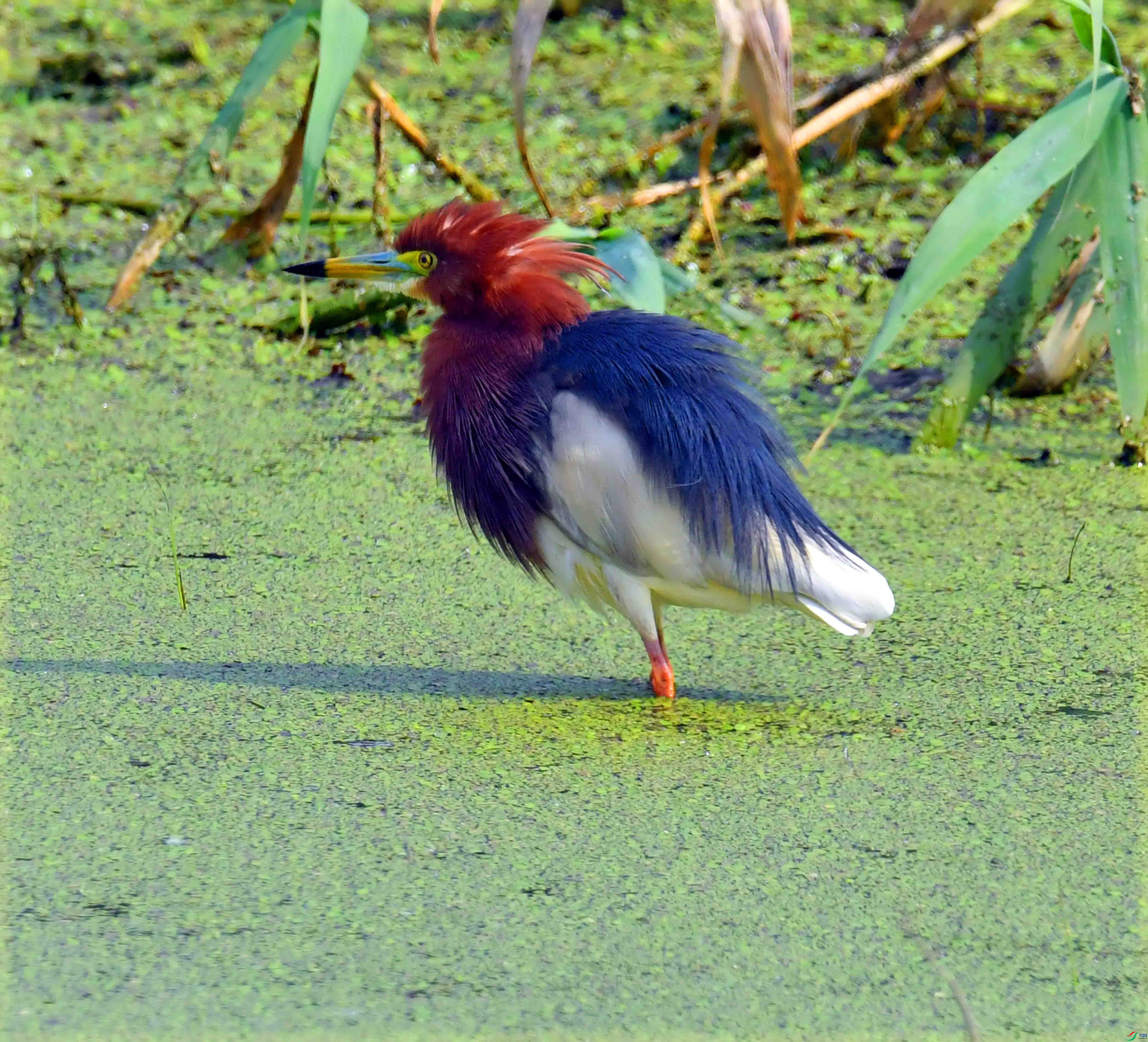 DSC_4172.JPG
