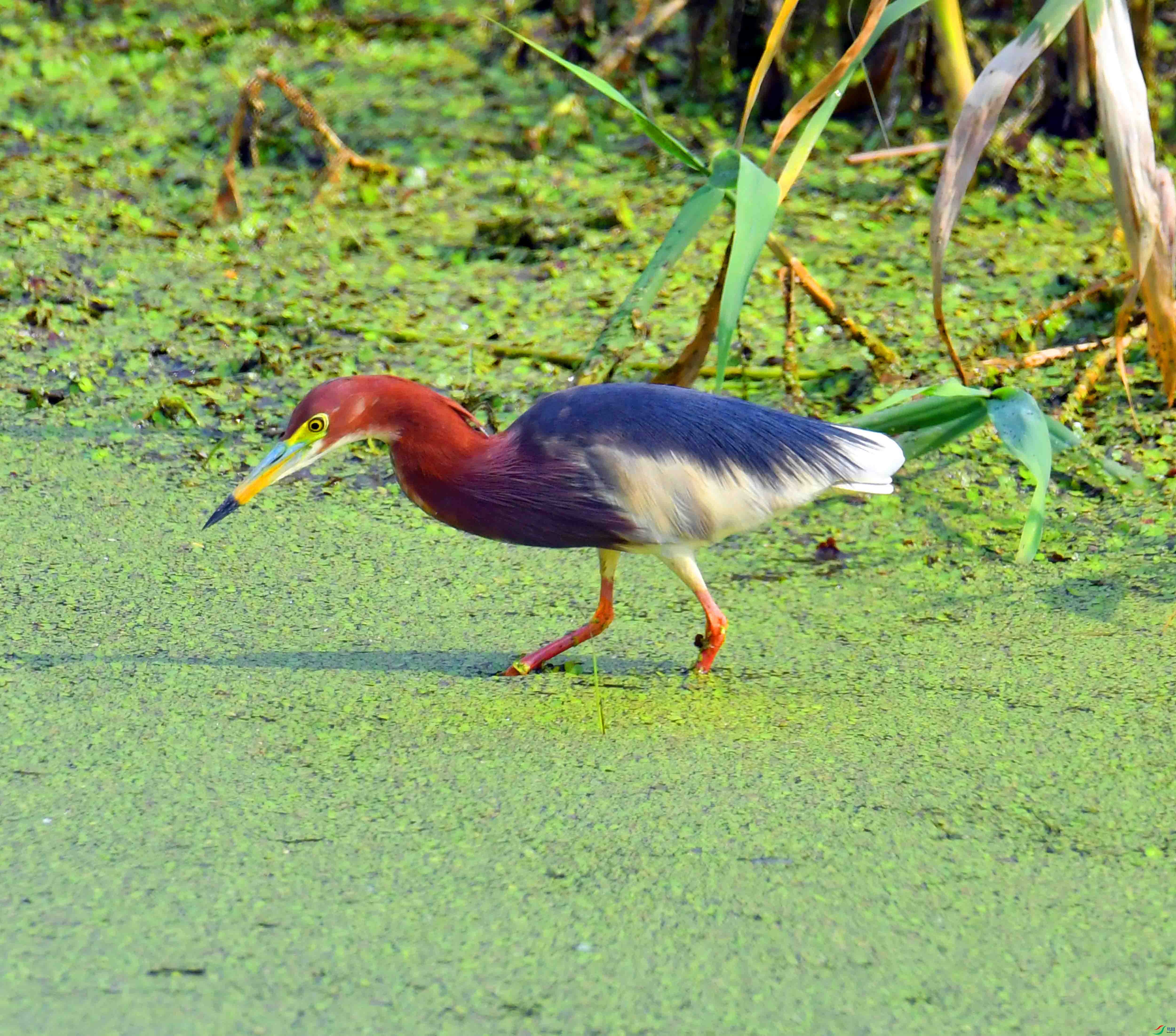 DSC_4184.JPG