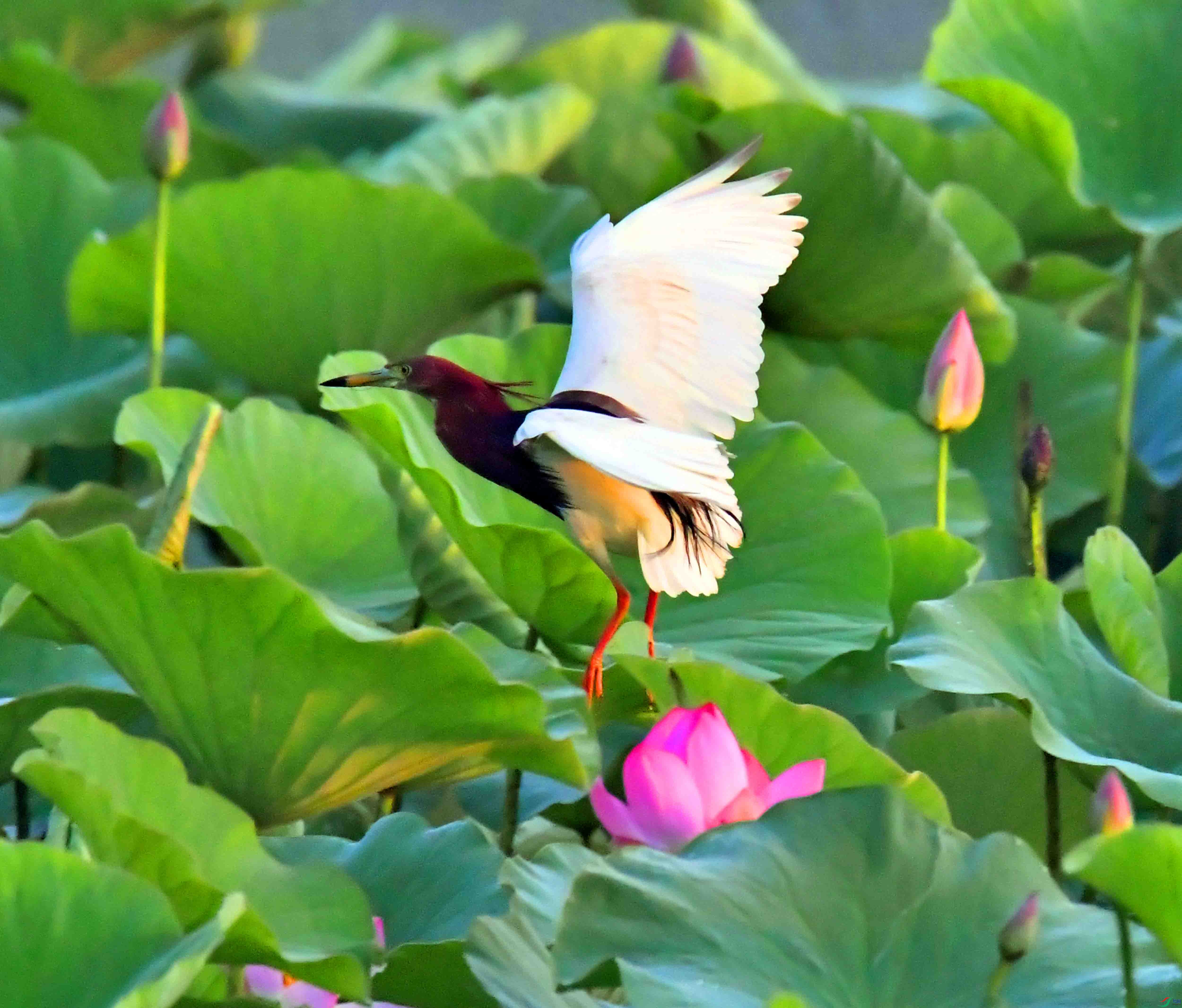DSC_6157.JPG