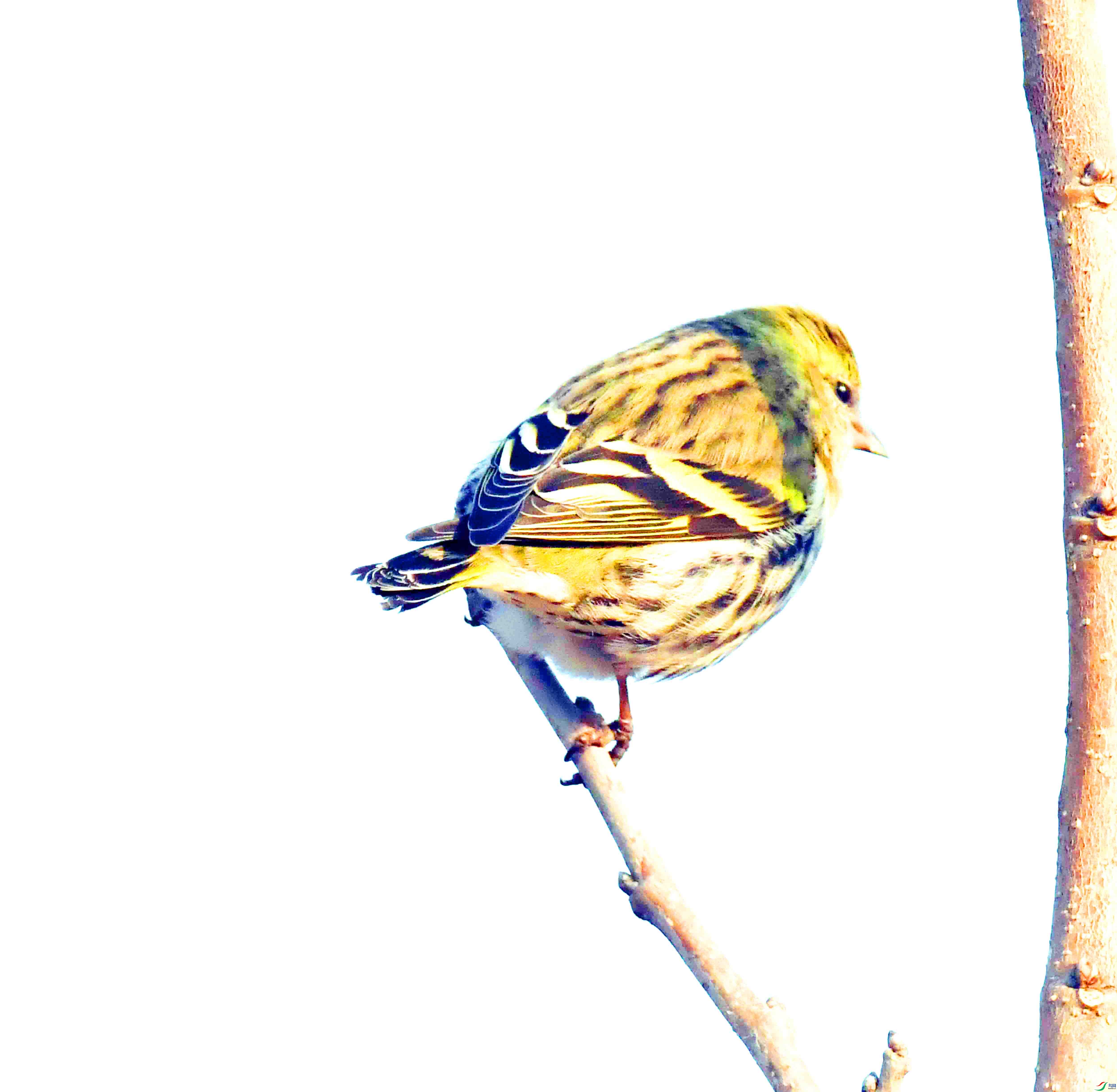 DSC_4521.JPG