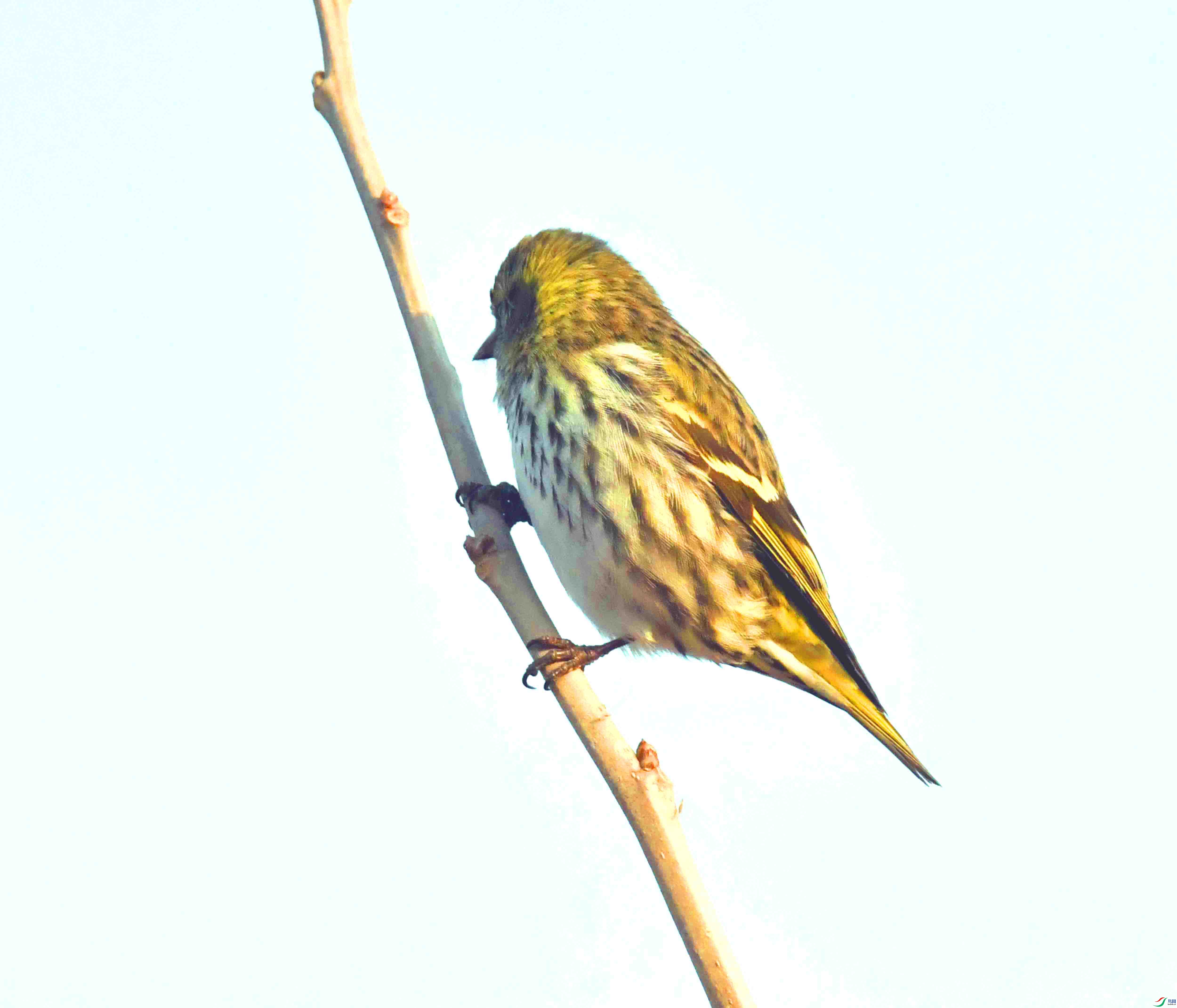 DSC_4537.JPG