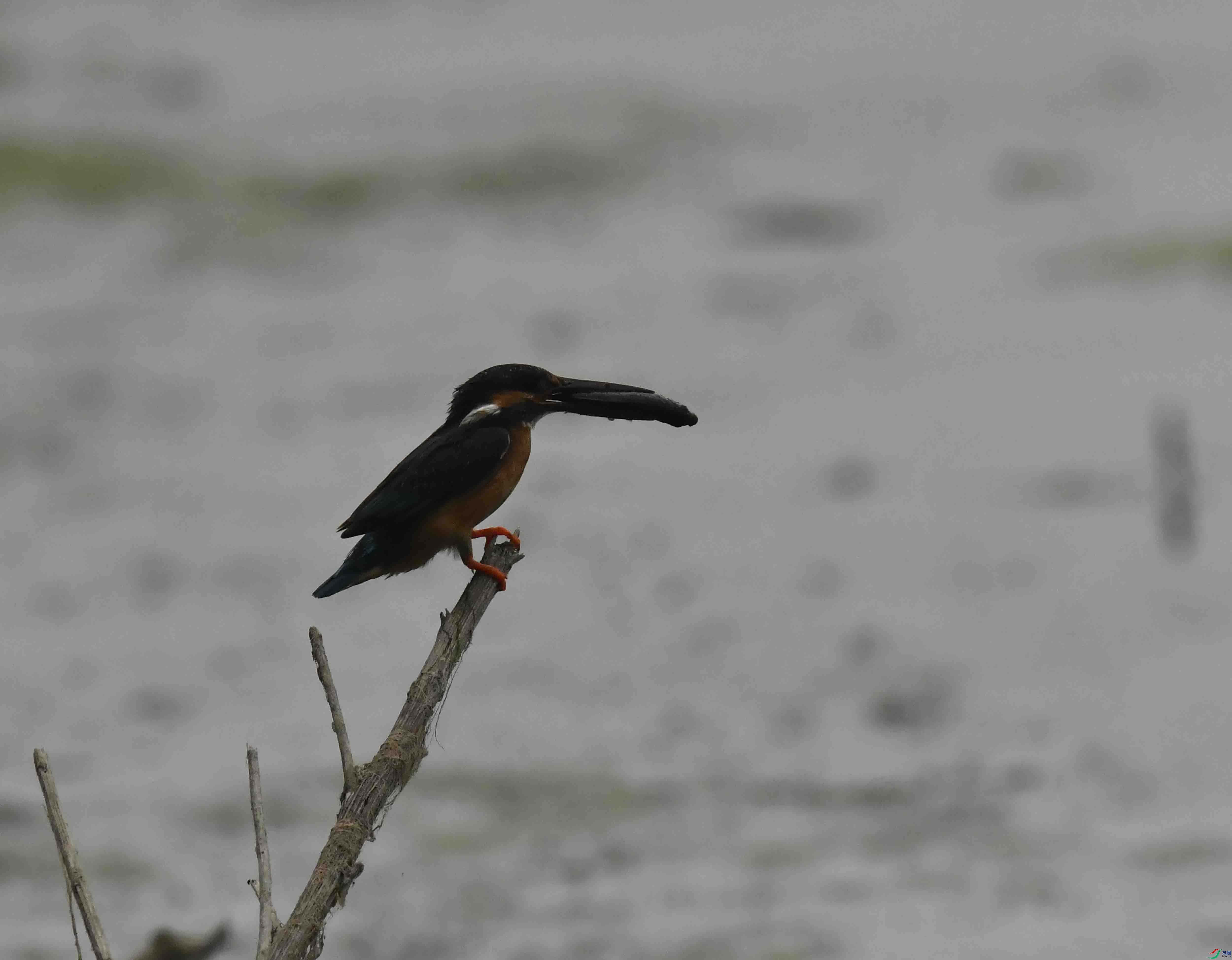 DSC_0510.JPG