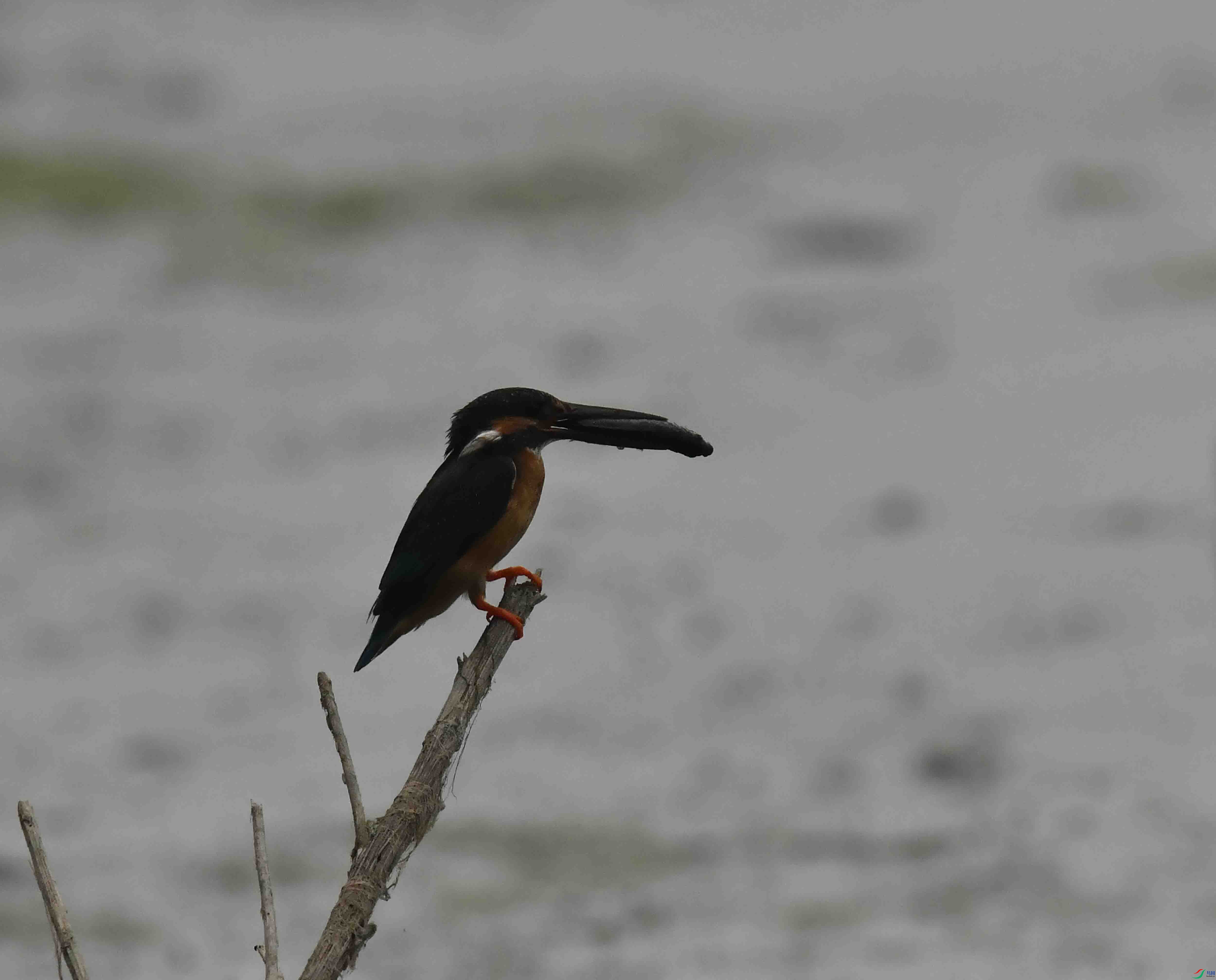 DSC_0511.JPG