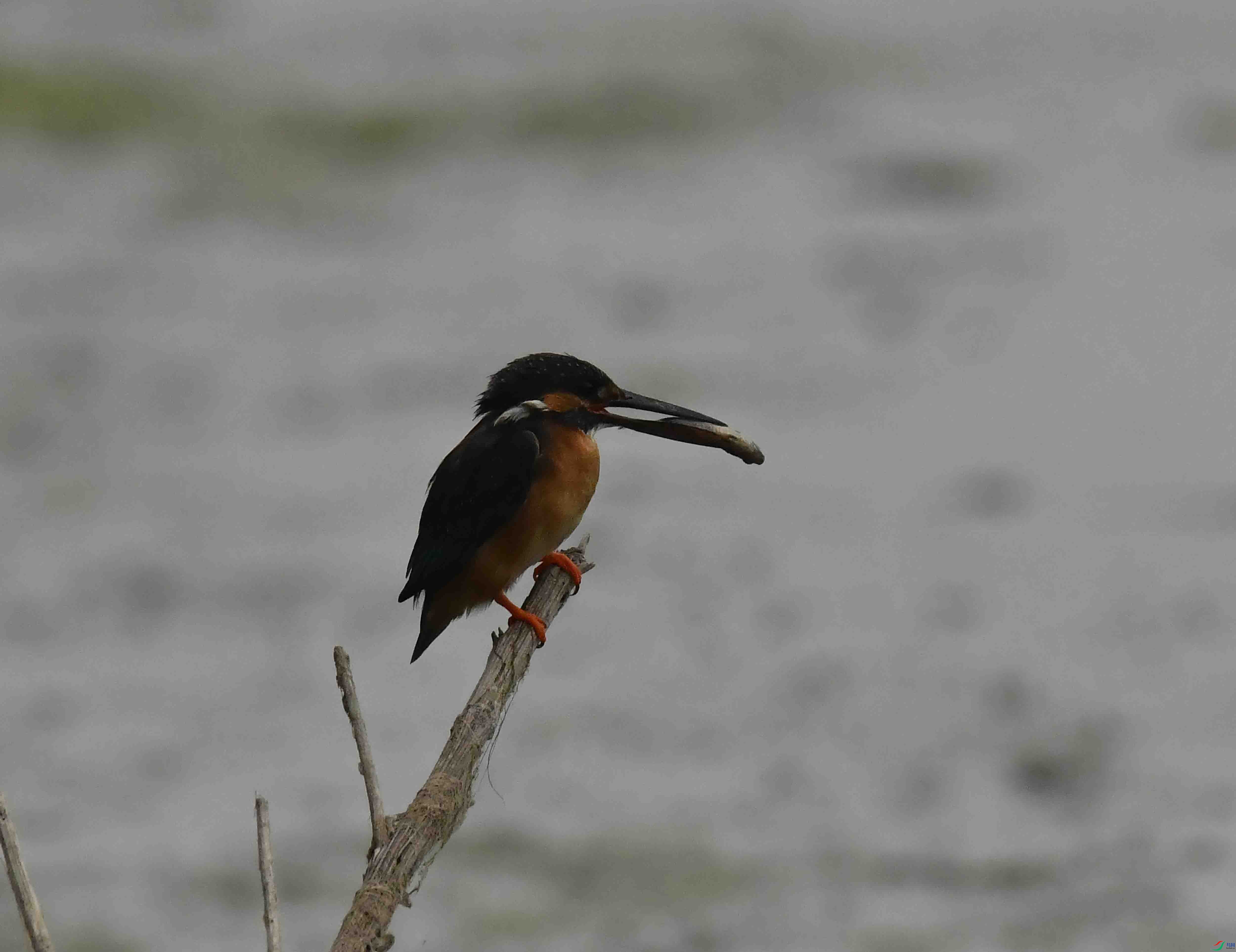 DSC_0540.JPG