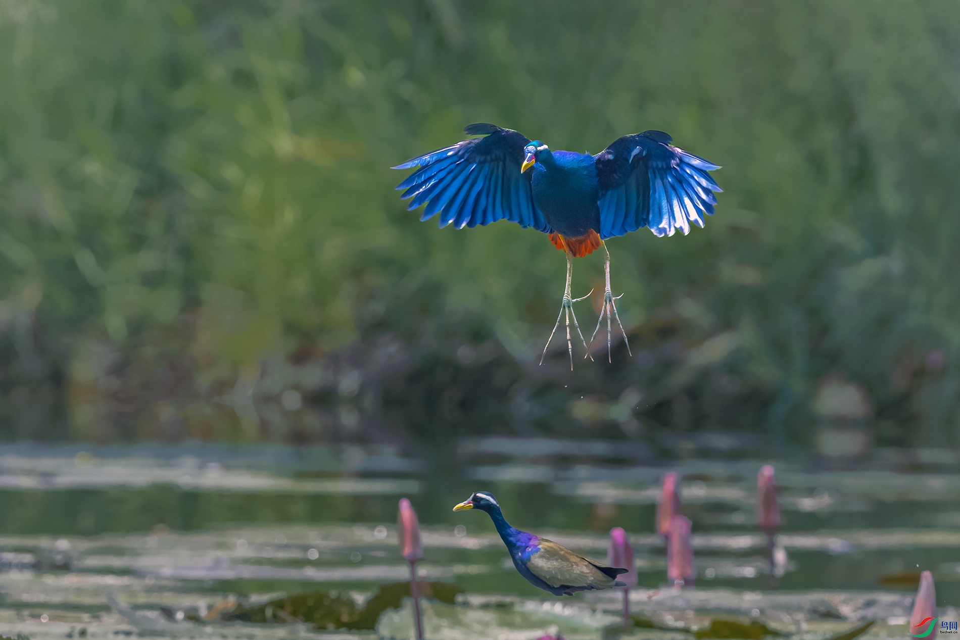 ͭ��ˮ��----�����Ļ�