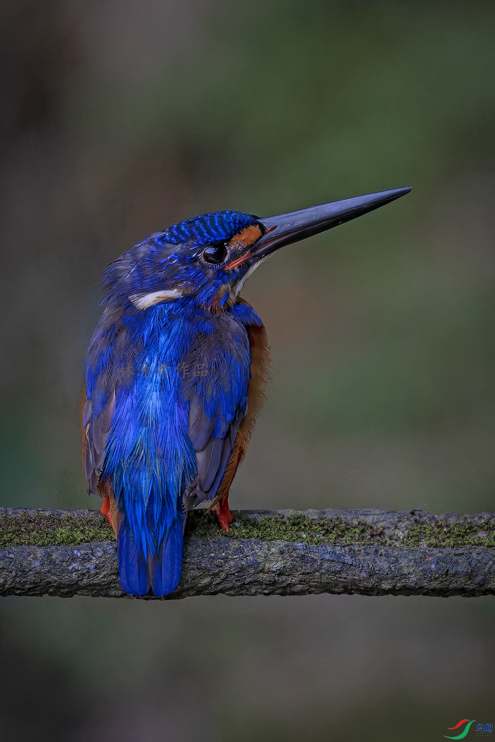 _97A2946-CR3 copy.jpg