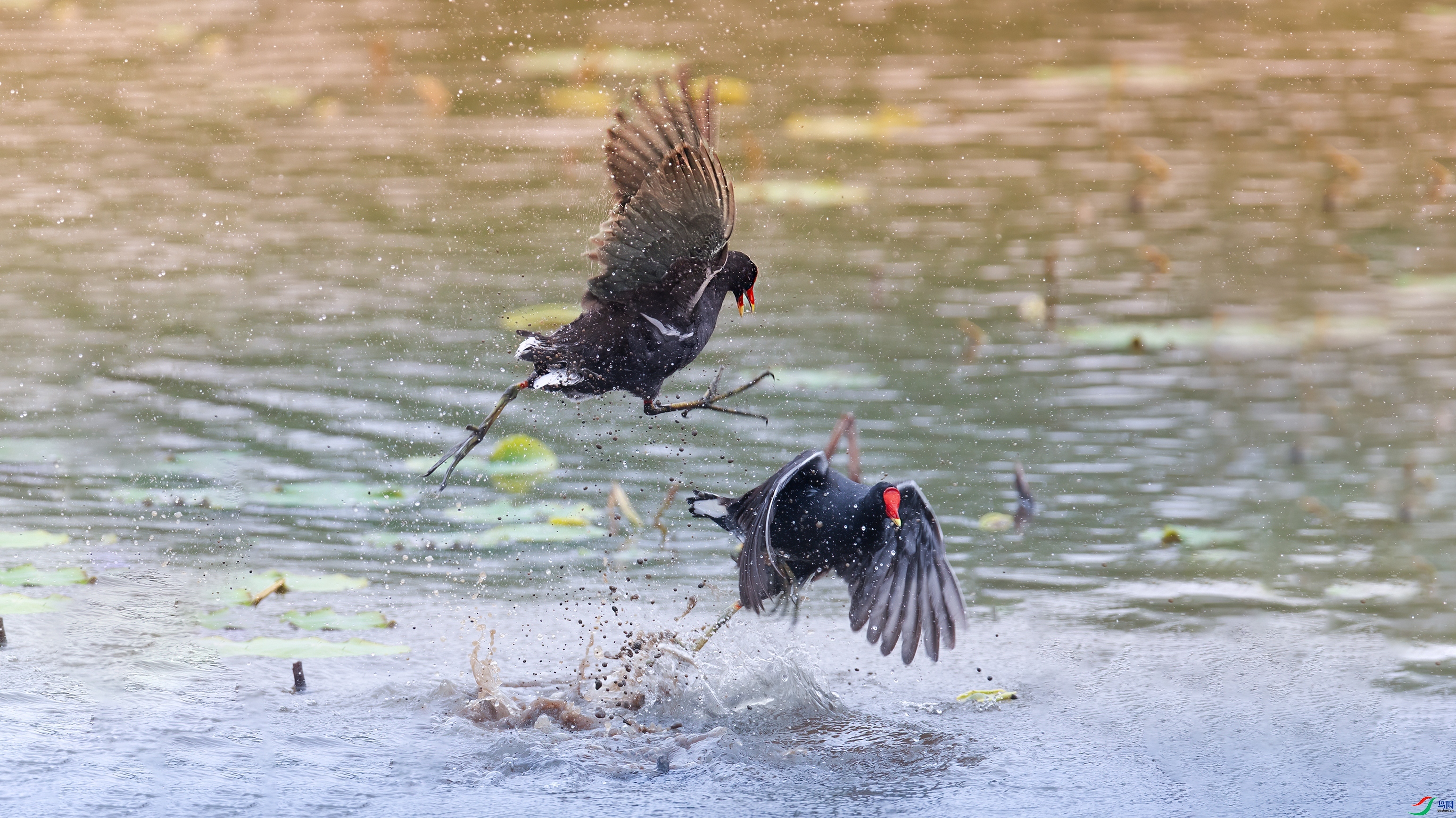 ��Ķ��� ���� С���� ����.jpg