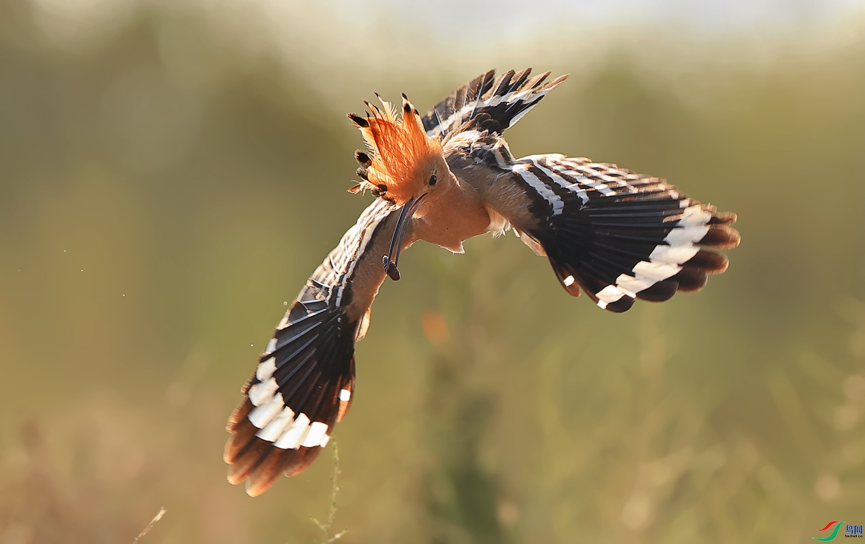 ���͵Ĵ�ʤ ���� ��Ұ ����.jpg