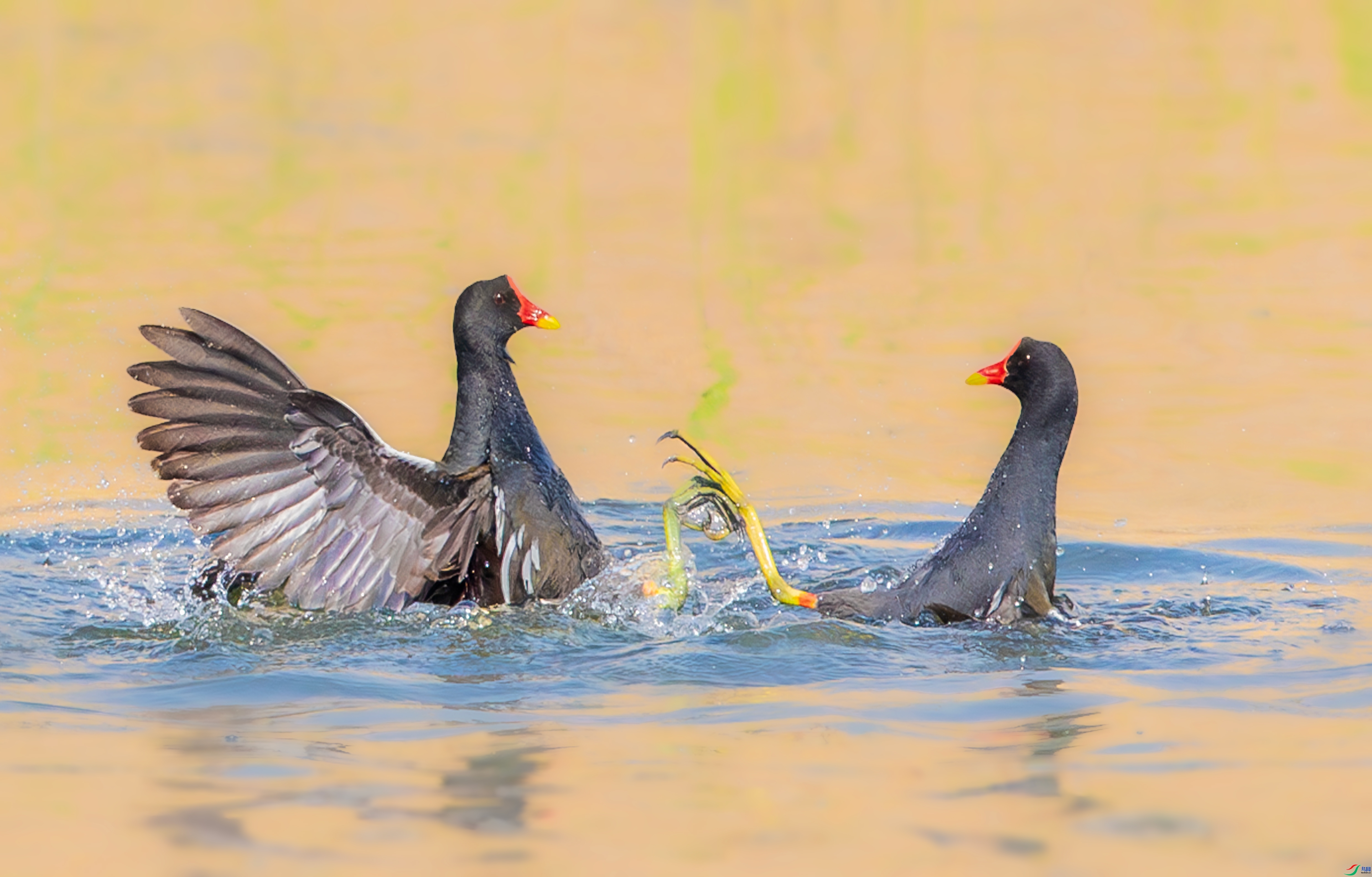 ��צ����  ���� ���� ����.jpg