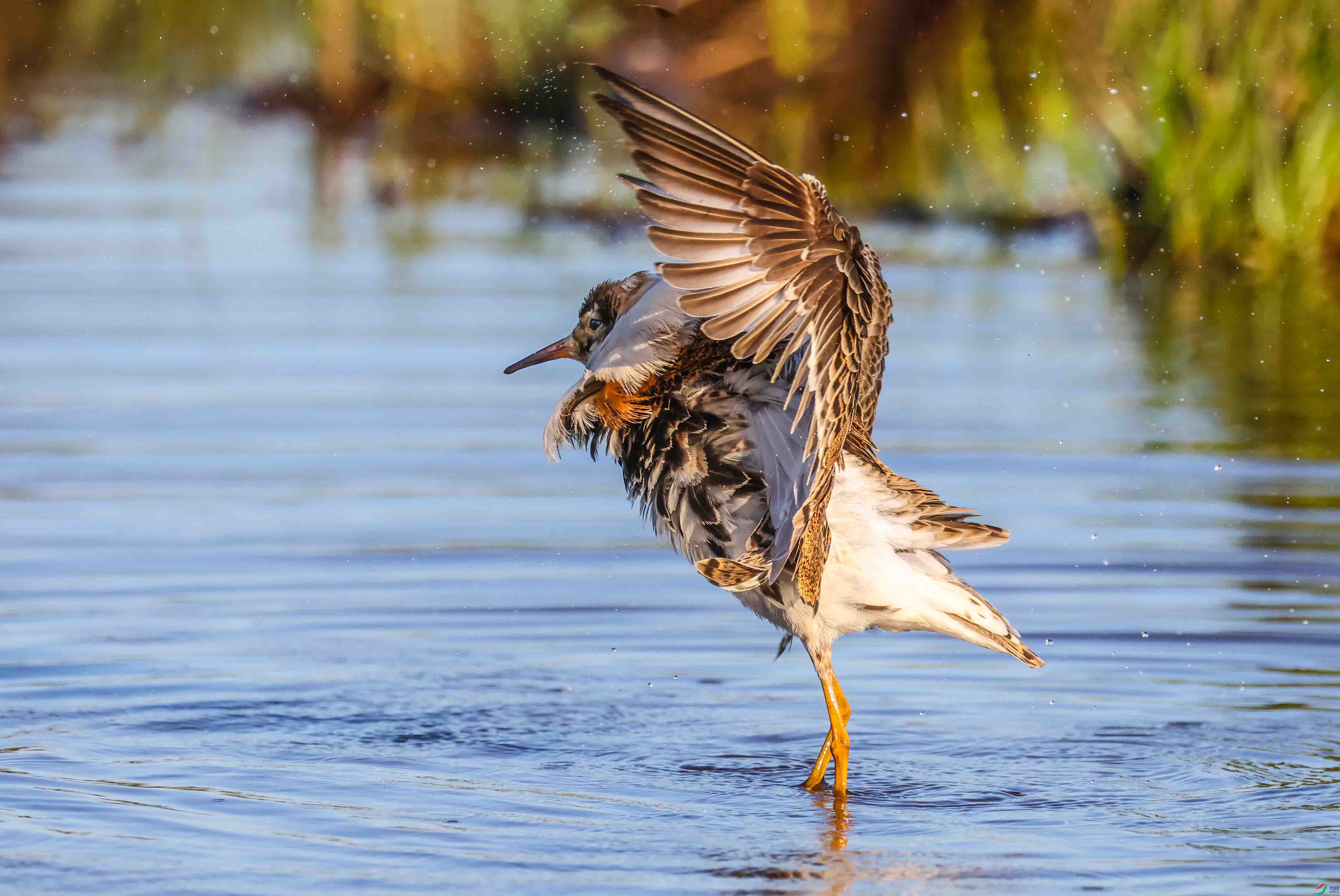 ���ȡ��������ȡ�����95 ����.jpg