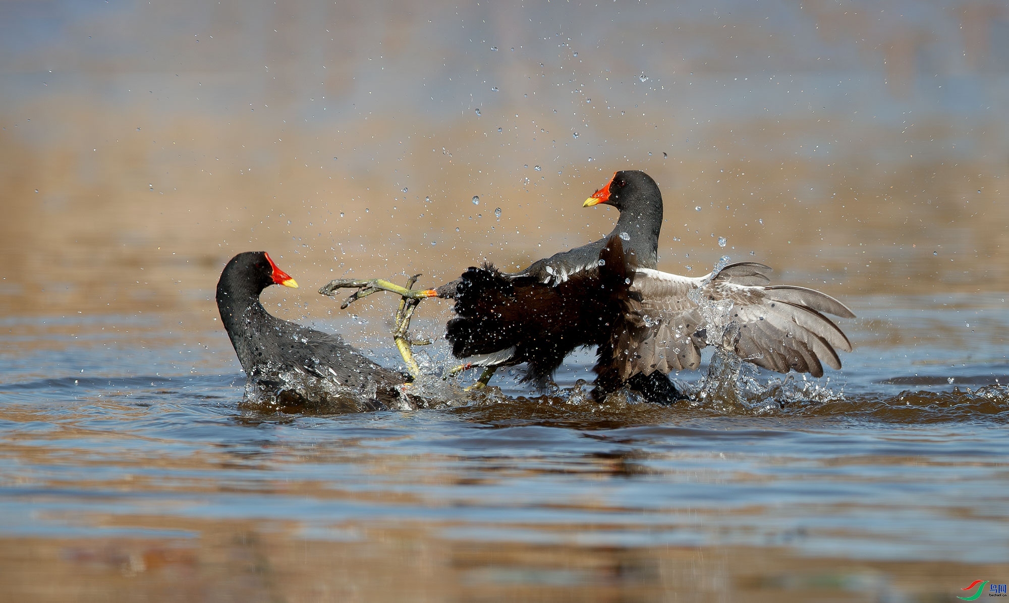 8.5ѧ����ʦ��Ʒ   �������� ��ף���ٻ��Ա������.jpg