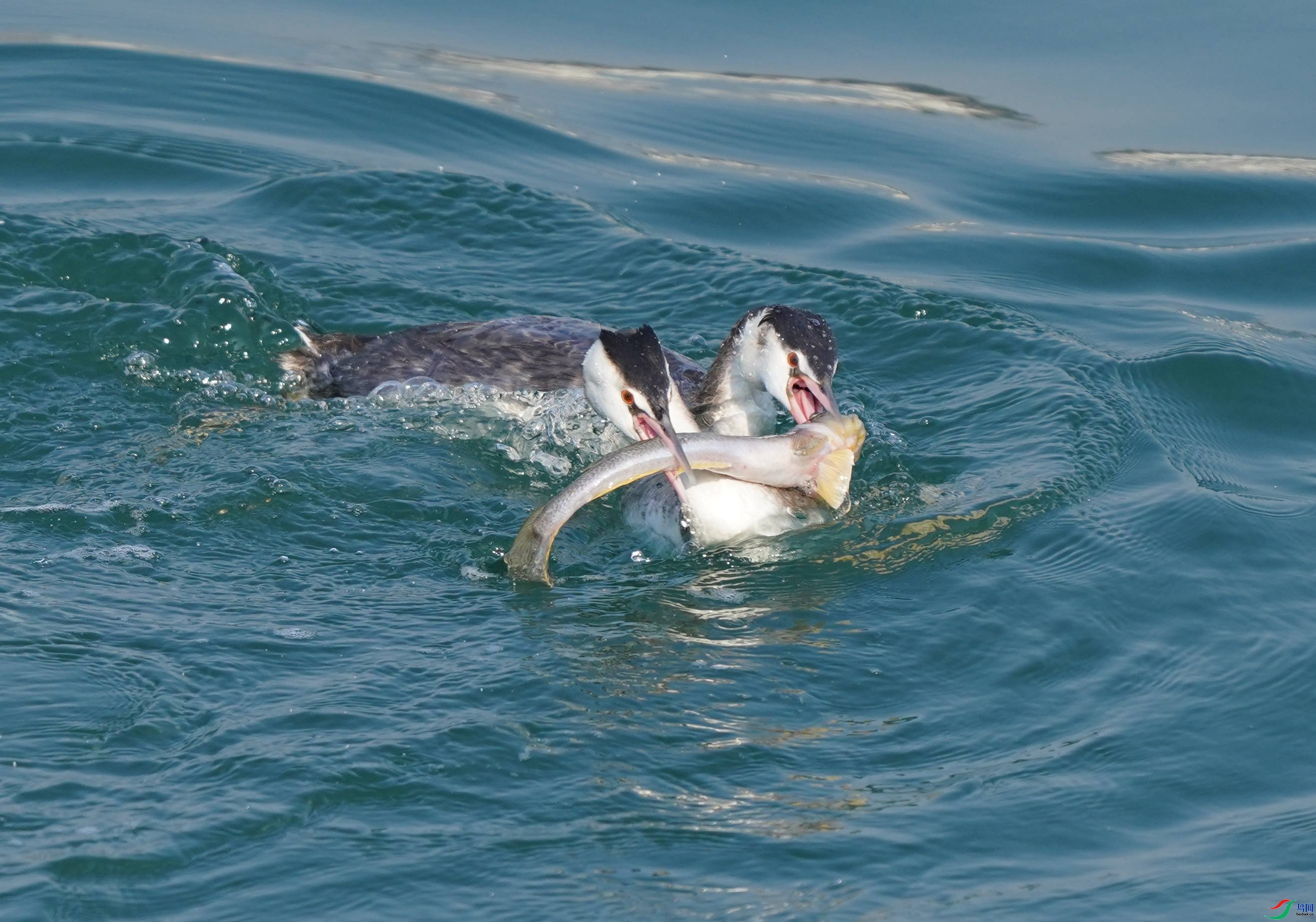 8.8����-ľ����ʦ��Ʒ   ��ͷ ��ף���ٻ��Ա������.jpg