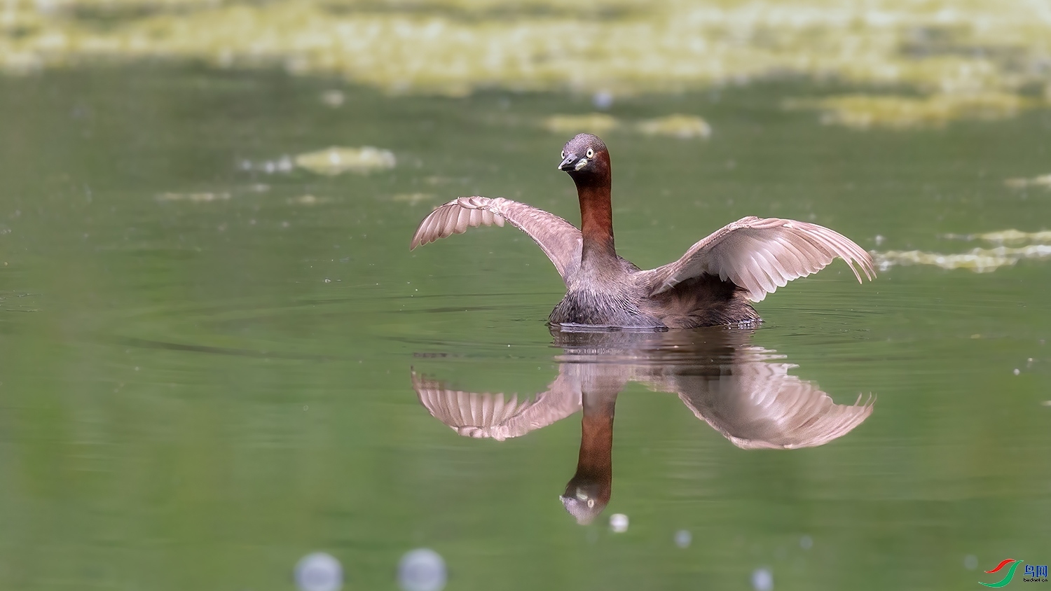 8.9�ƽ�Ҷ��ʦ��Ʒ  СPT������Ӱ��˫ ��ף���ٻ����Ѿ�����.jpg