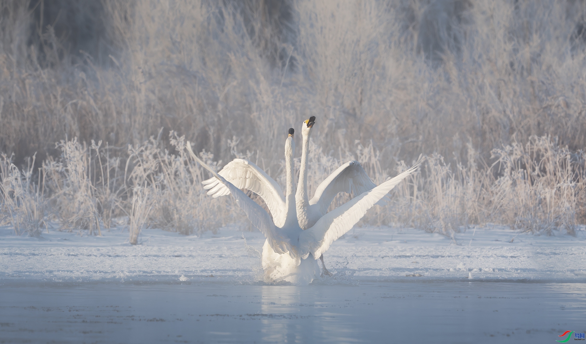 8.13����������ʦ��Ʒ   �� �� ��ף���ٻ����������.jpg