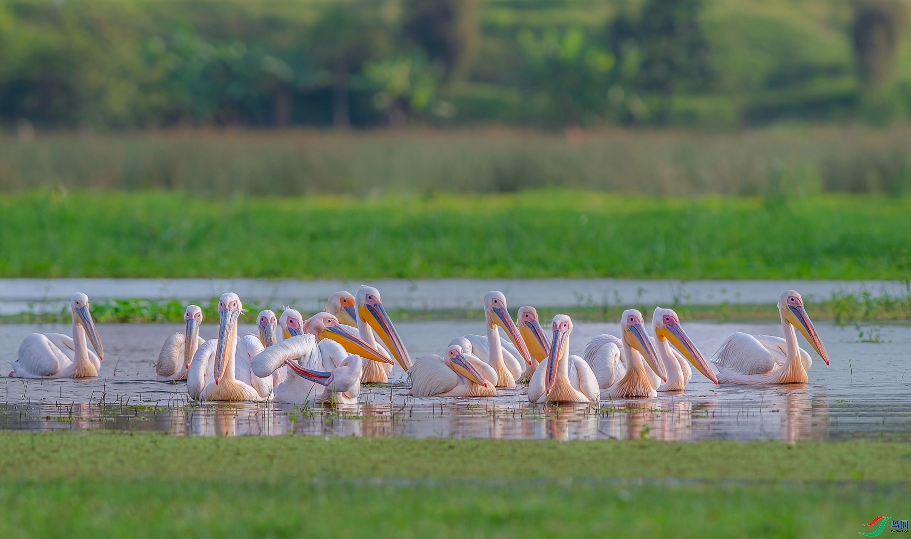 8.13����ͬ��yy��ʦ��Ʒ   ������.������� ��ף���ٻ��Ա������.jpg