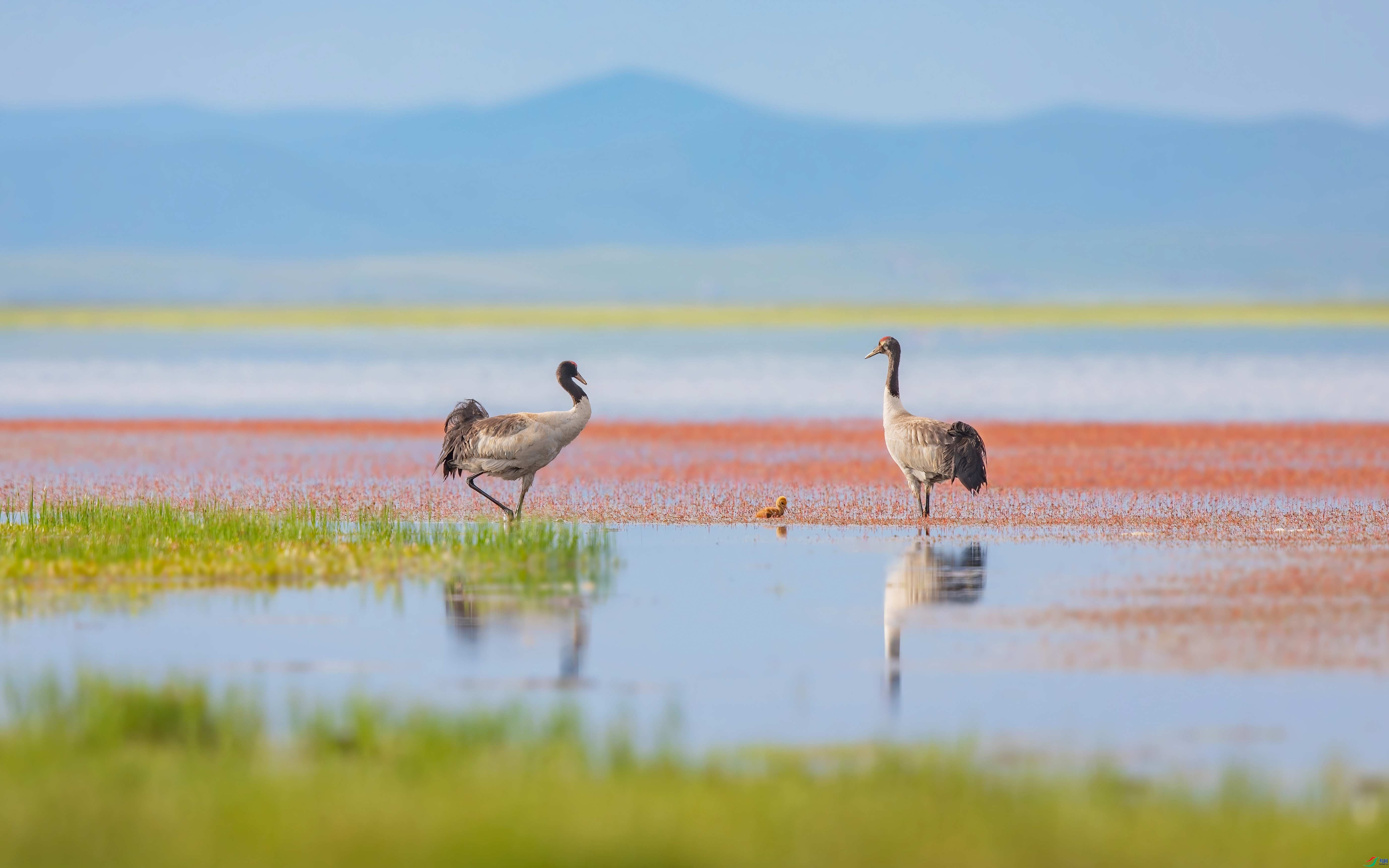 8.14�ɶ��Ͻ���ʦ��Ʒ   ����ˮ�� ��ף���ٻ����������.jpg