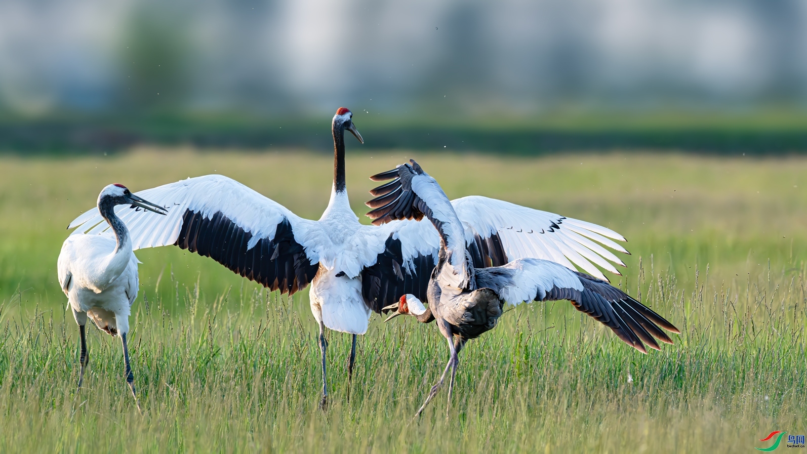 8.14����һɫYU��ʦ��Ʒ   ��һ�ж� ��ף���ٻ��Ա������.jpg