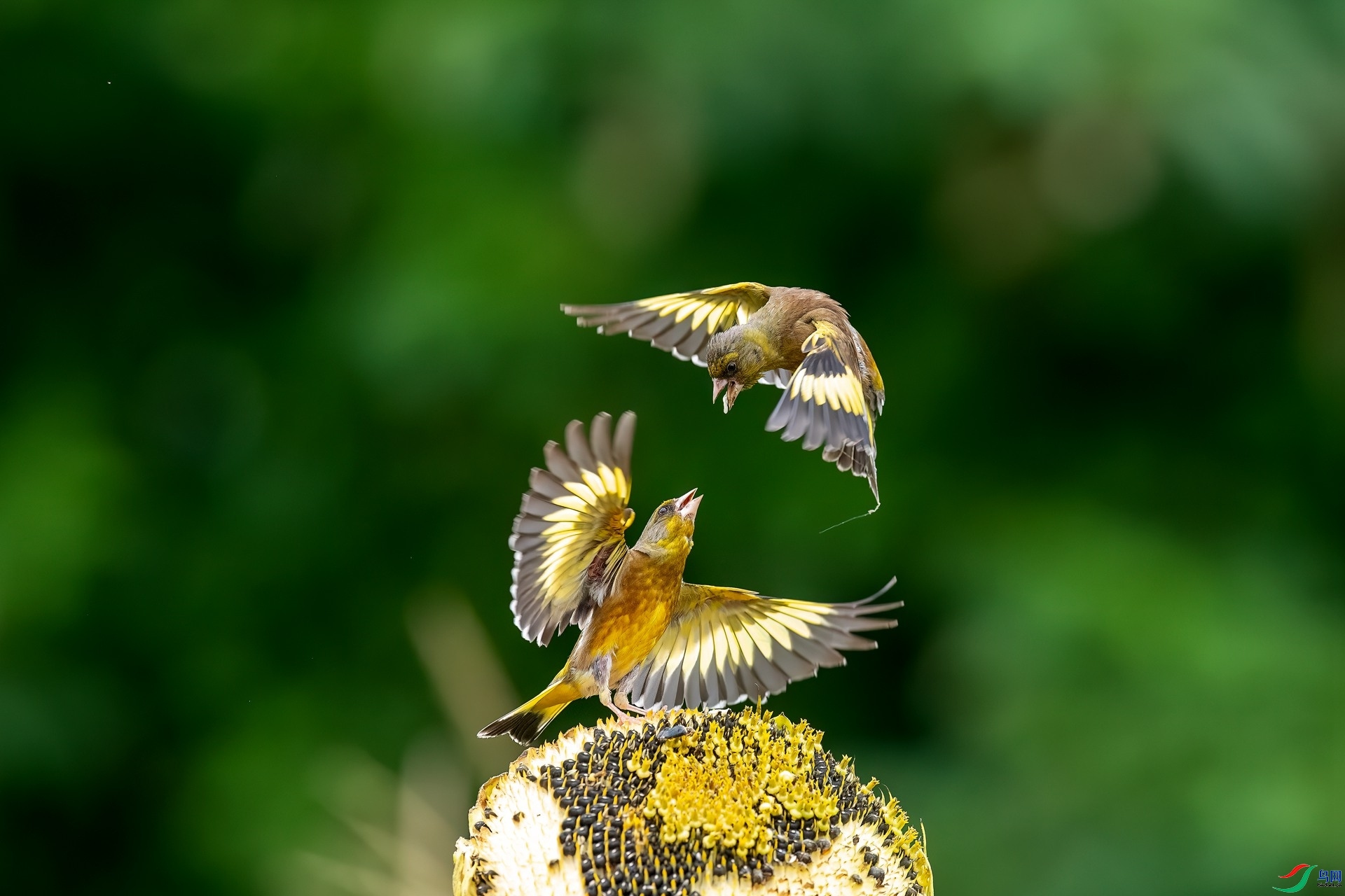 8.14��ϵ5D3��ʦ��Ʒ   �� ��ף���ٻ��Ա������.jpg