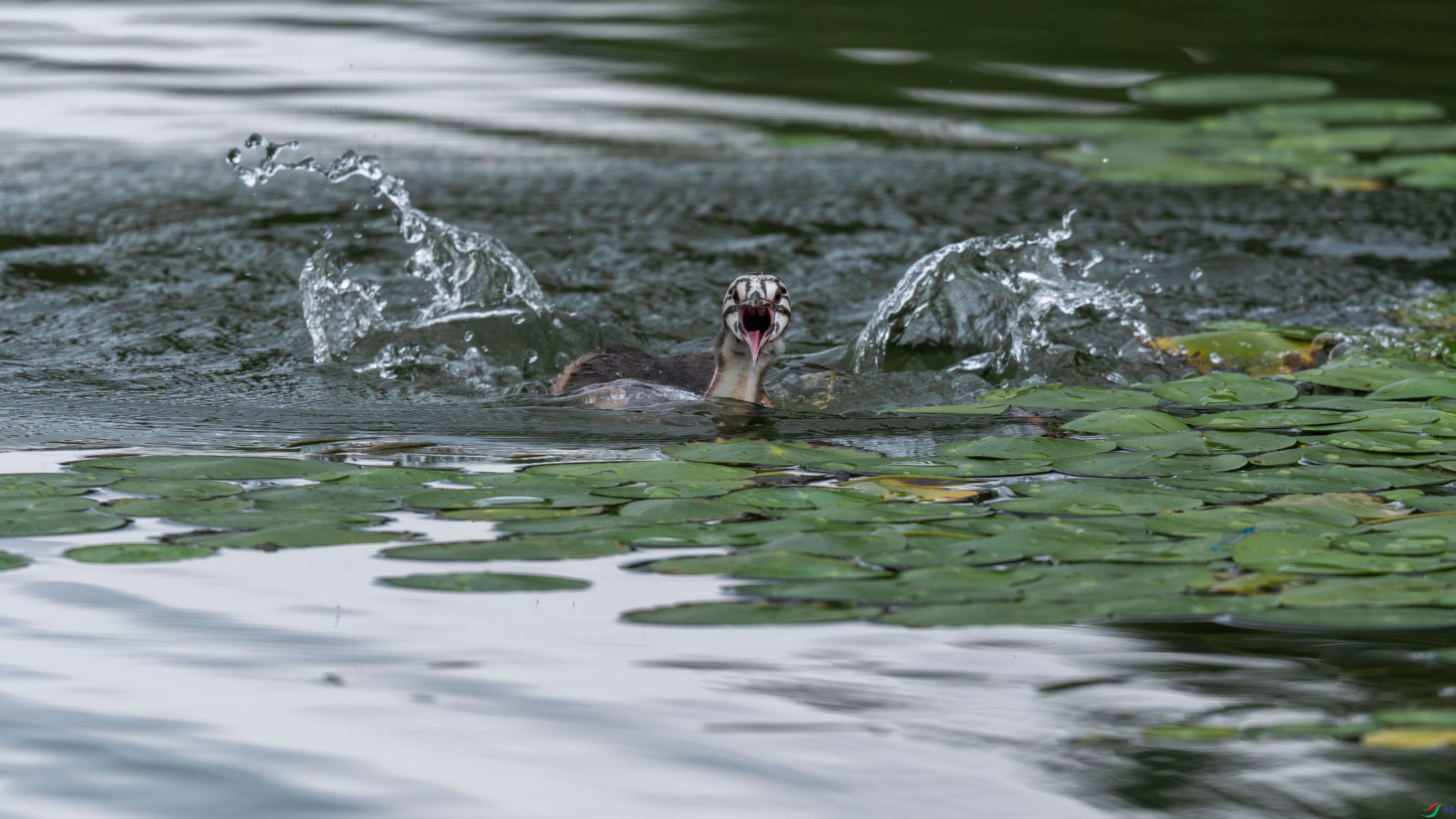 _DSC1408_1.jpg