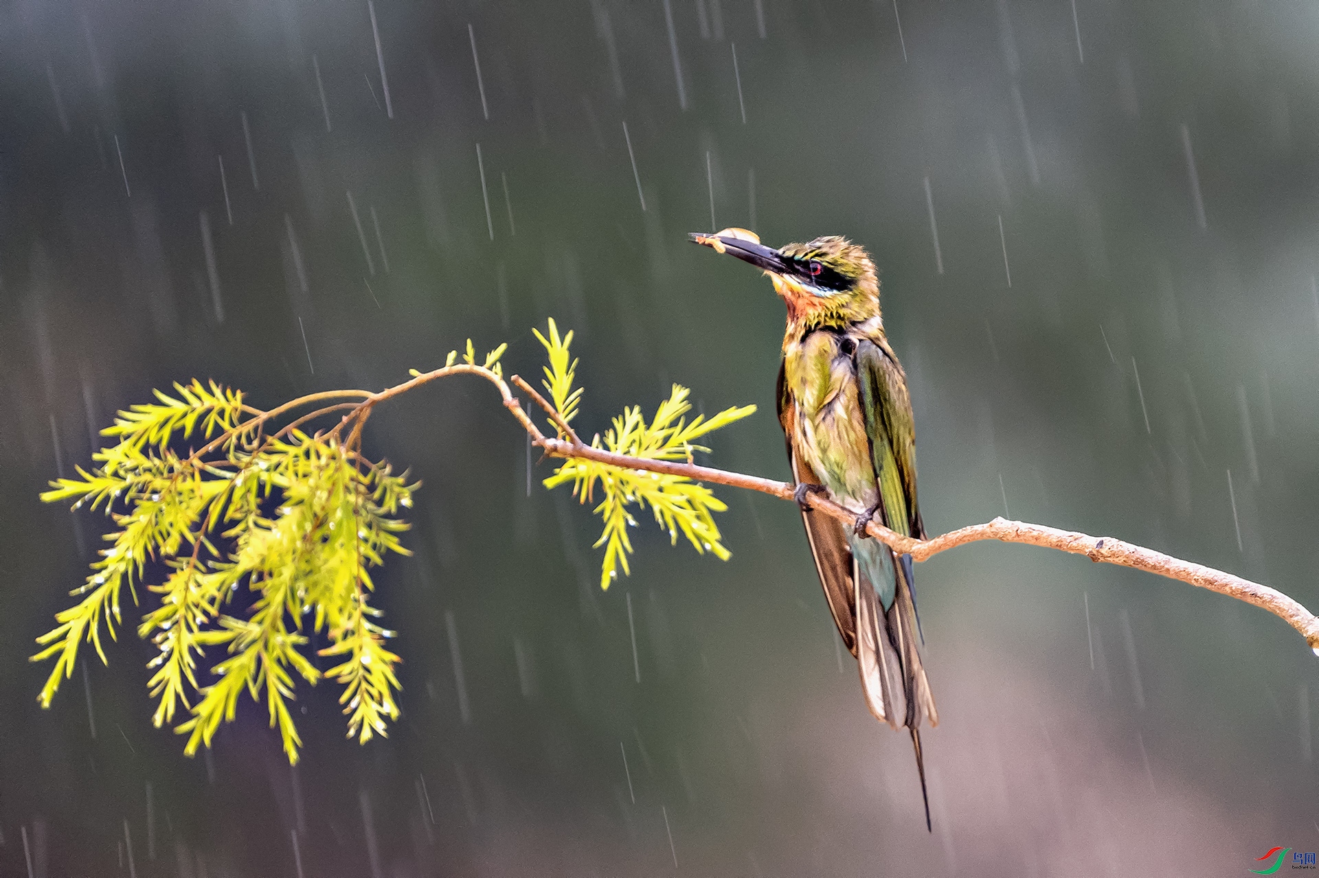 DSC09948 ����aa111.jpg