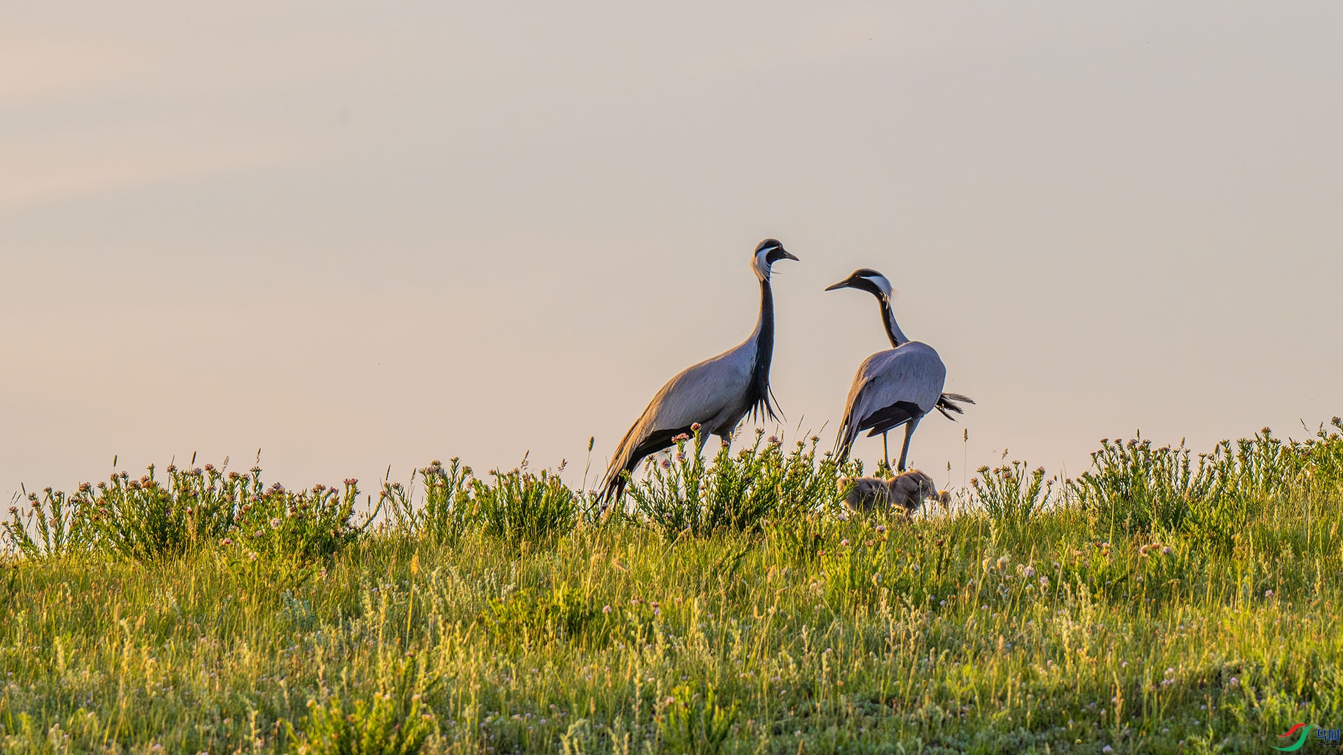 DSC_3737-����ǿ-NR.jpg
