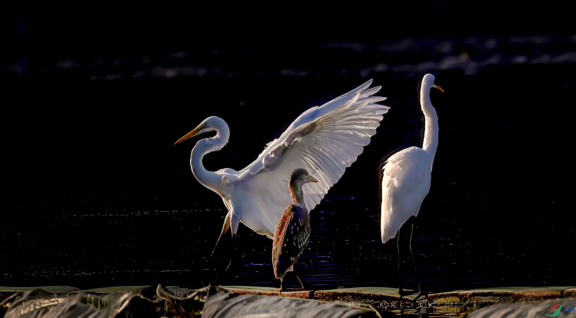 407A5302 ����-Sh--1 .jpg