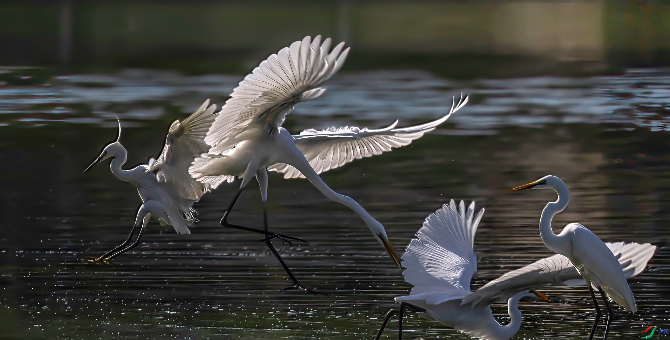 407A4812 ����-Shar--1.jpg