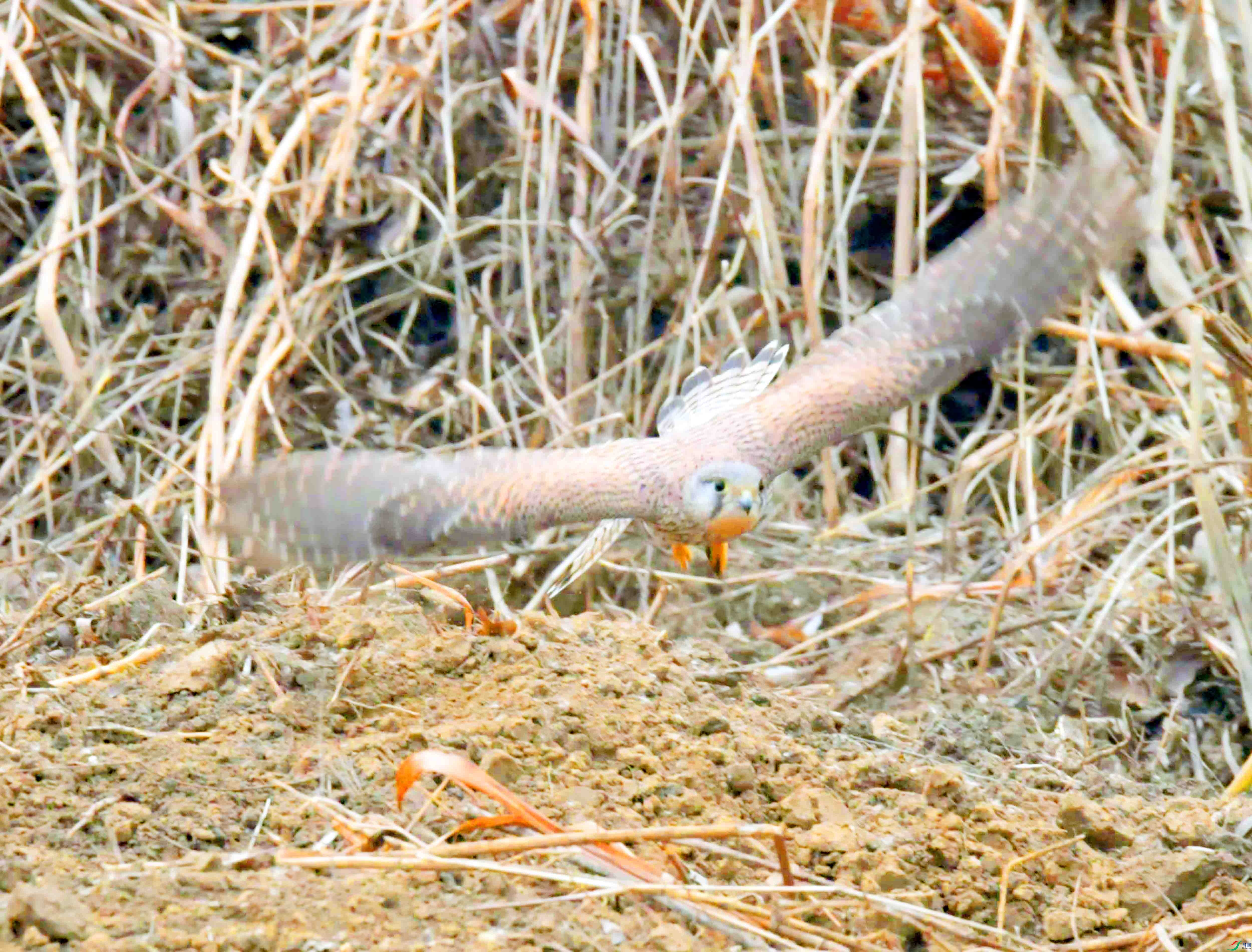DSC_3989.JPG