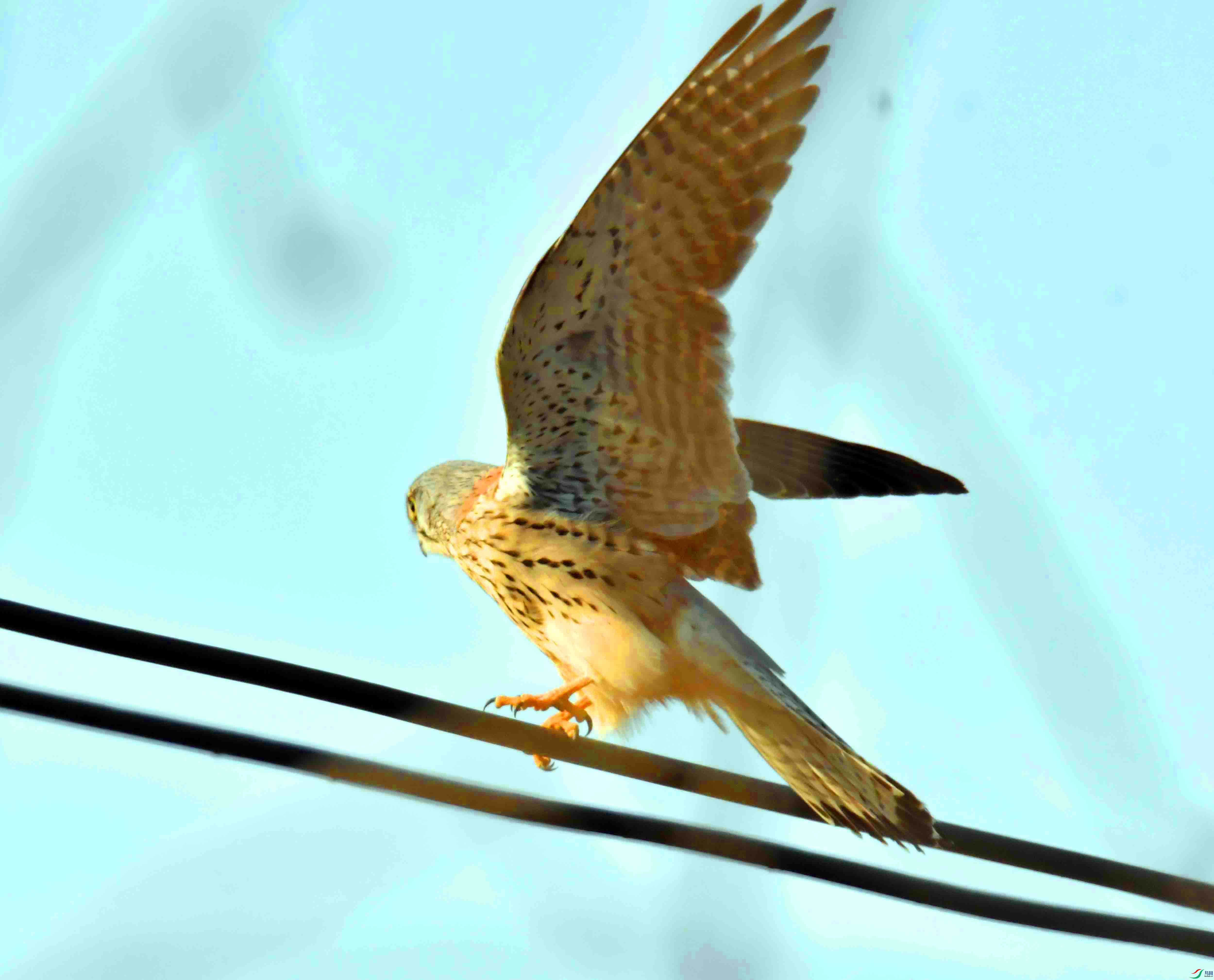 DSC_6603.JPG
