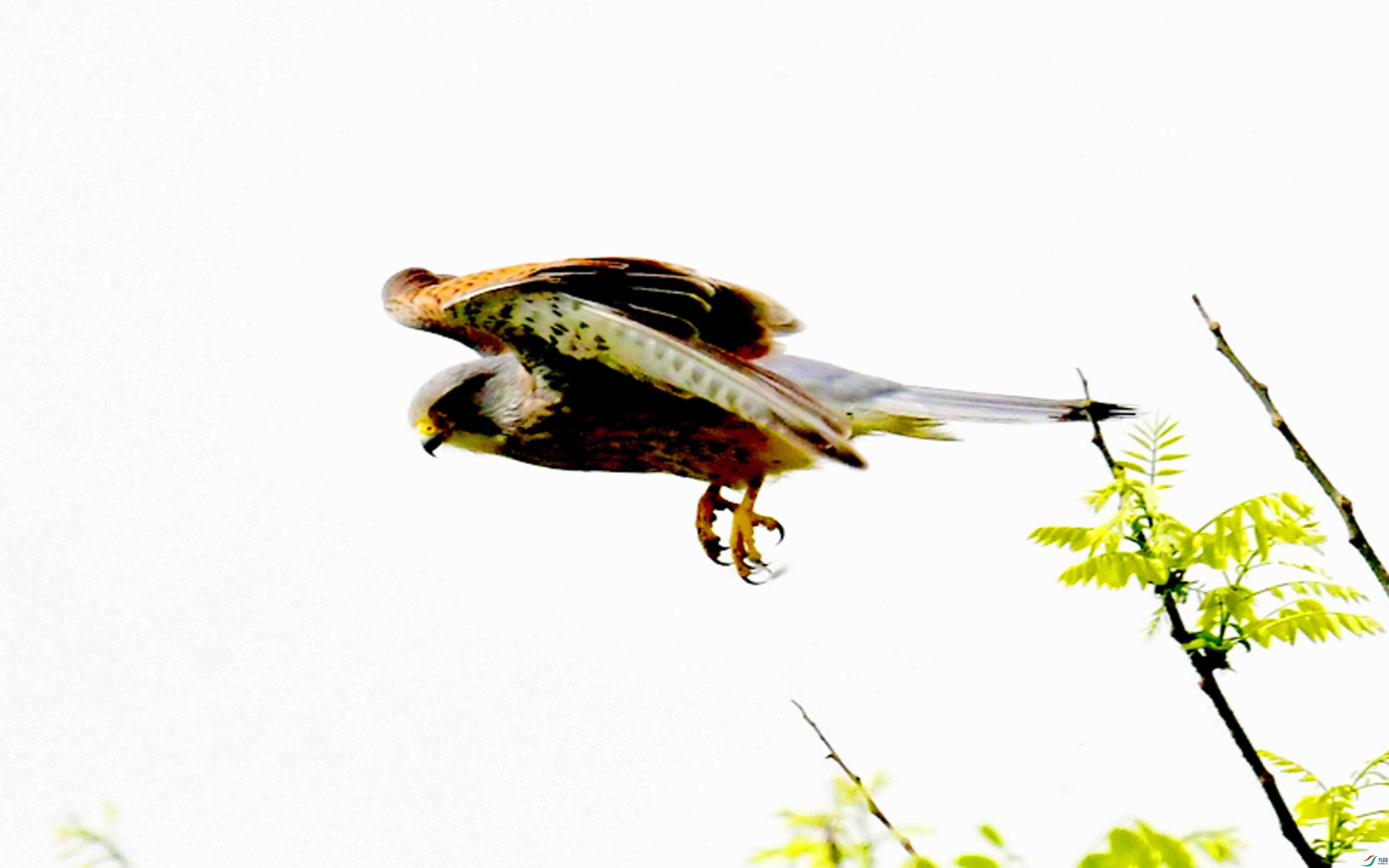 DSC_7905.JPG
