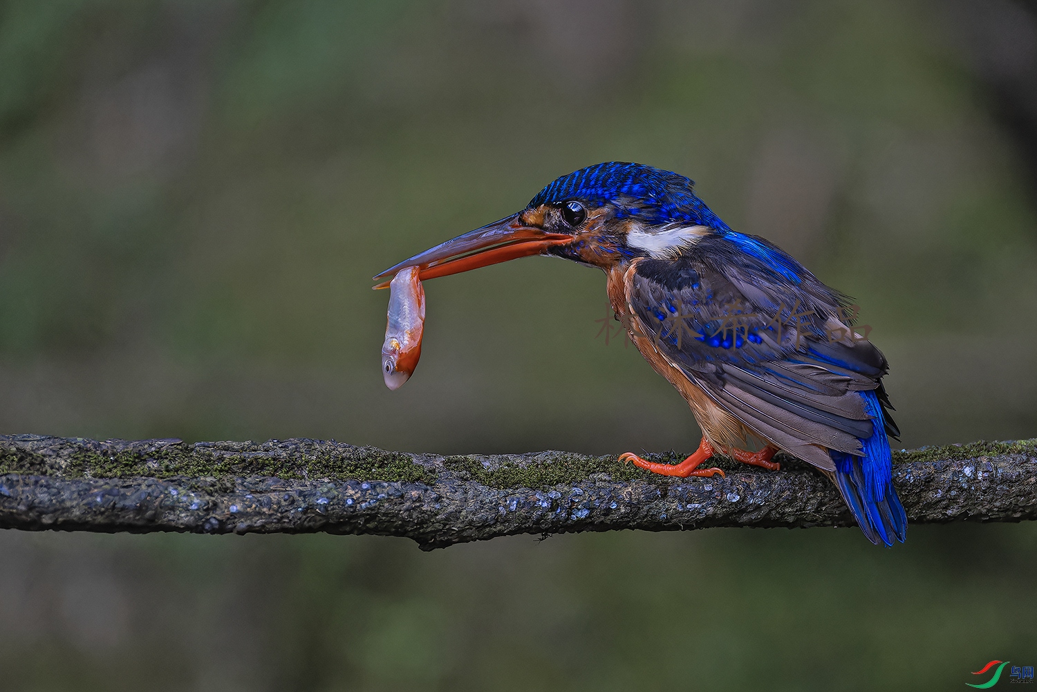 _97A2687-CR3 copy.jpg